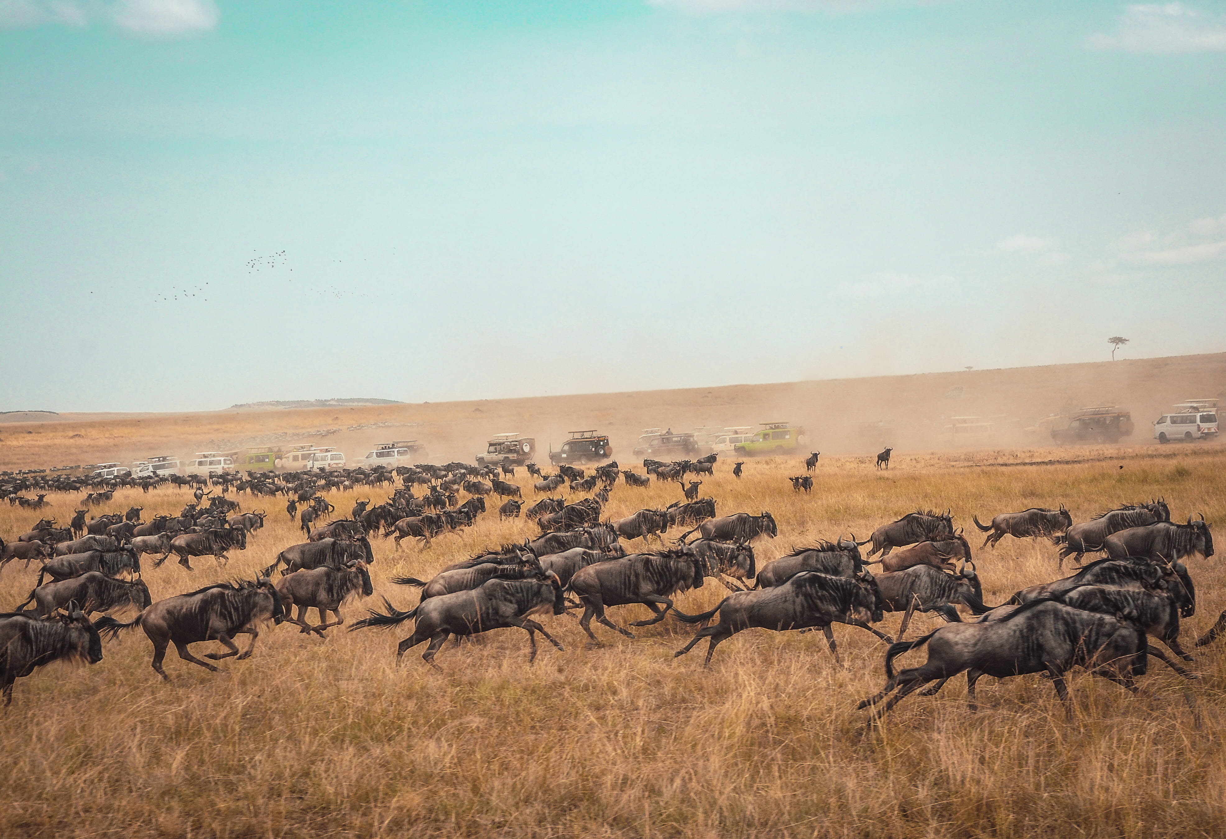 animal themes, vertebrate, outdoors, wildlife, landscape, large group of animals, animal, day, running, grass, sky, environment, animals in the wild, animal wildlife, HD Wallpaper
