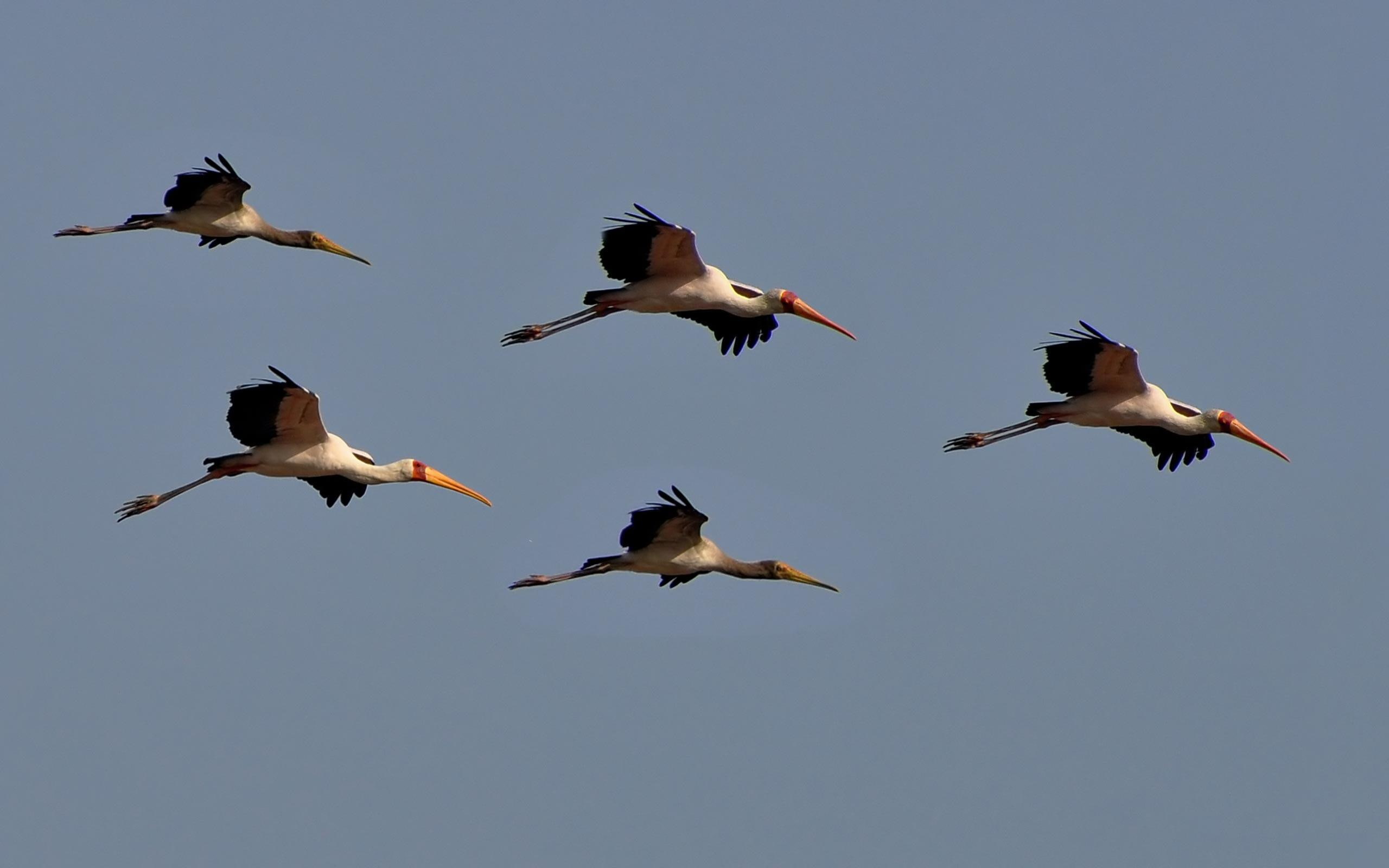 2K, animals, cranes, birds, crane, migration, water birds, migrating, HD Wallpaper