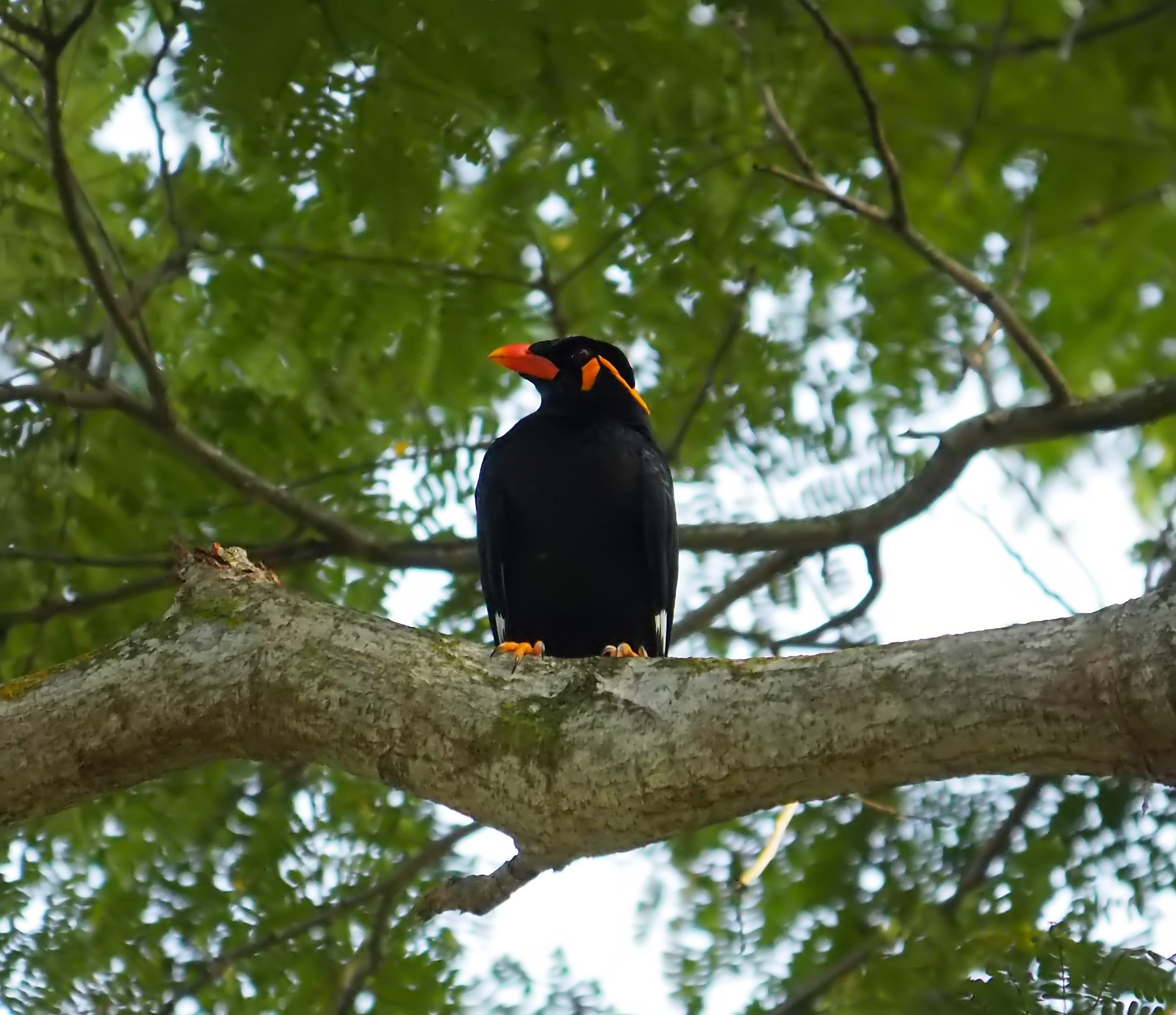 one animal, perching, beauty in nature, focus on foreground, no people, plant, wildlife, myna, 1080P, tree, branch, low angle view, day, hill, growth, HD Wallpaper