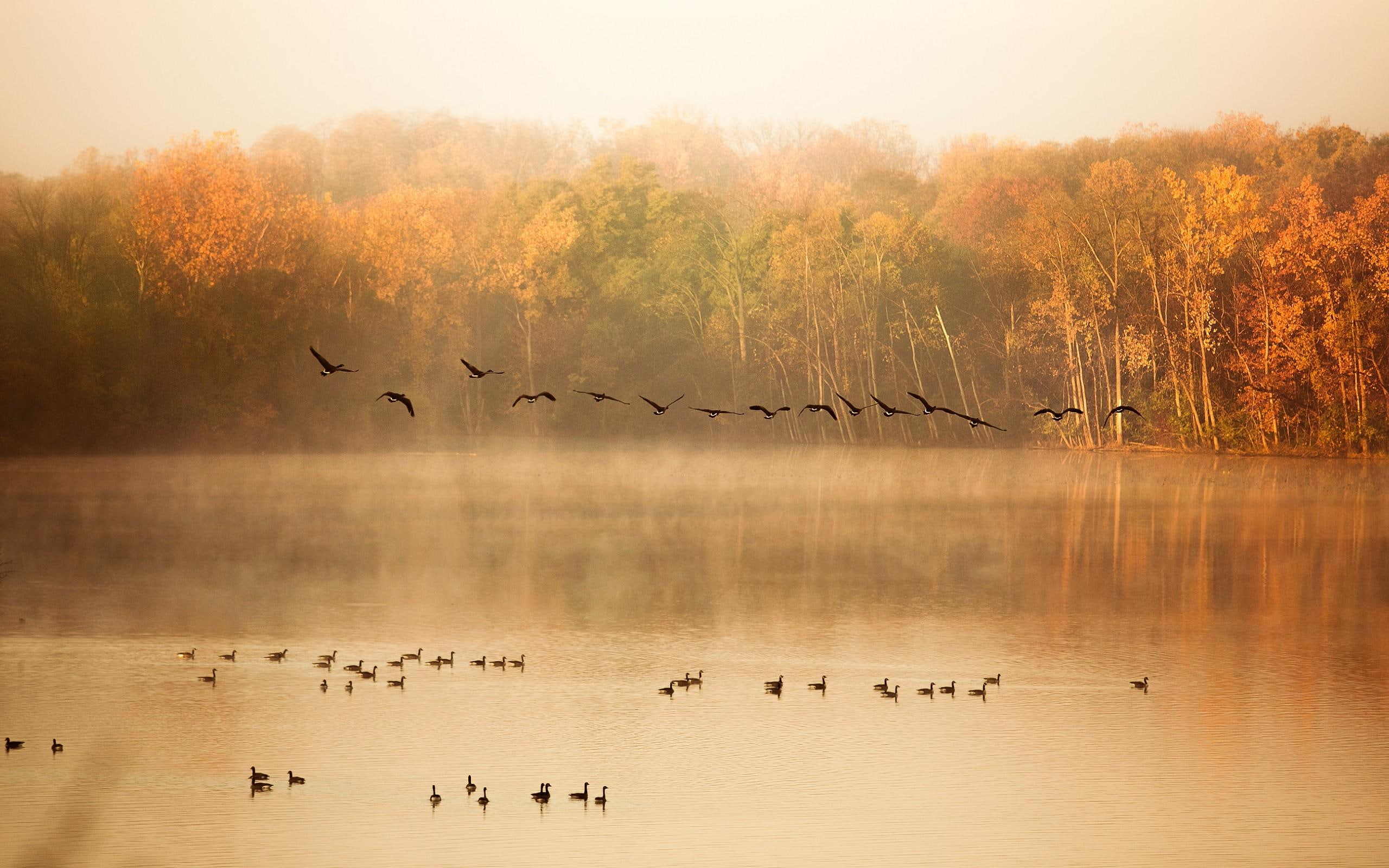 trees, birds, forest, migrating, 2K, autumn, nature and landscapes, HD Wallpaper