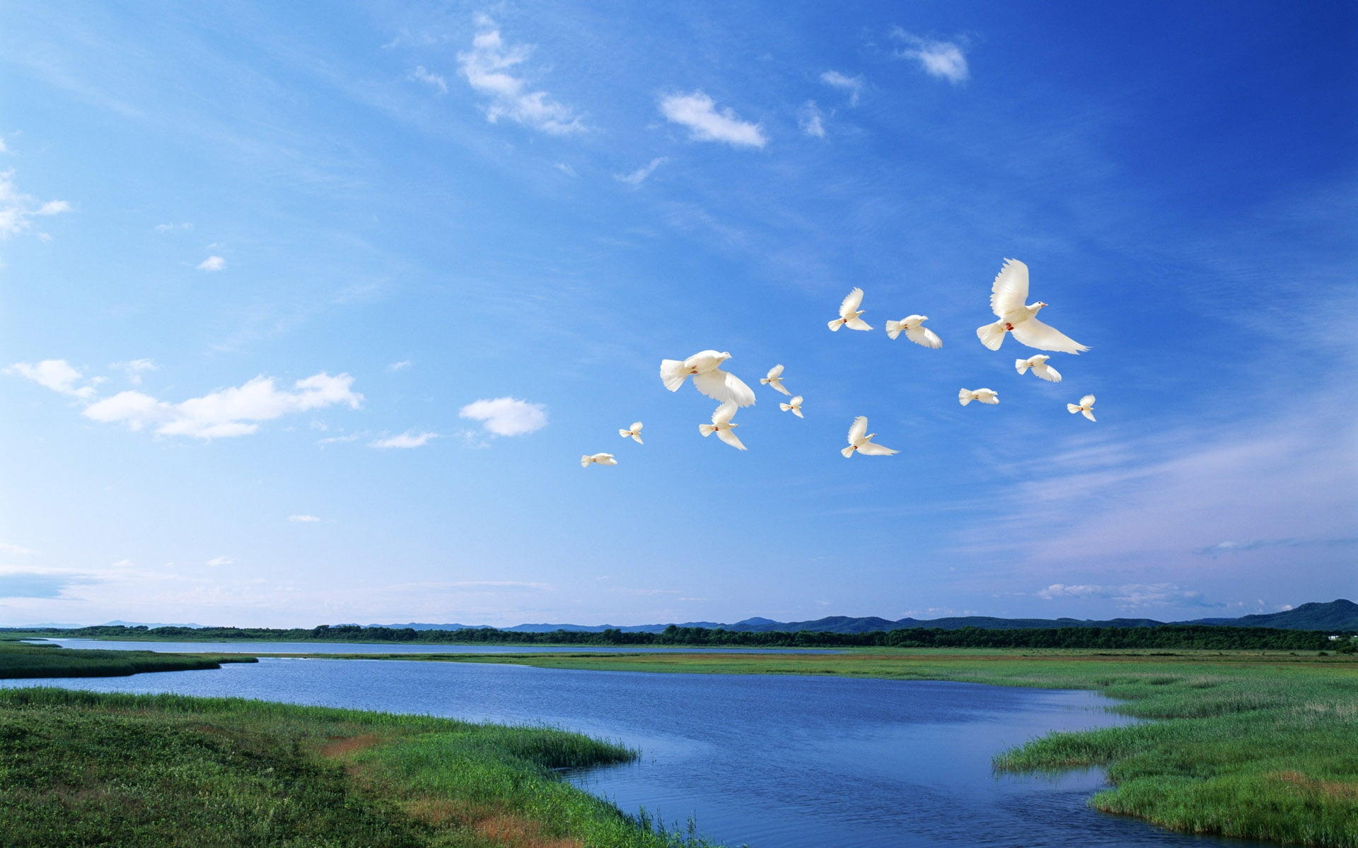white, air, nature, feather, river, backgrounds, land, flying, light, migrating, beauty In Nature, cloud - Sky, no people, tranquil scene, goose, flight, HD Wallpaper