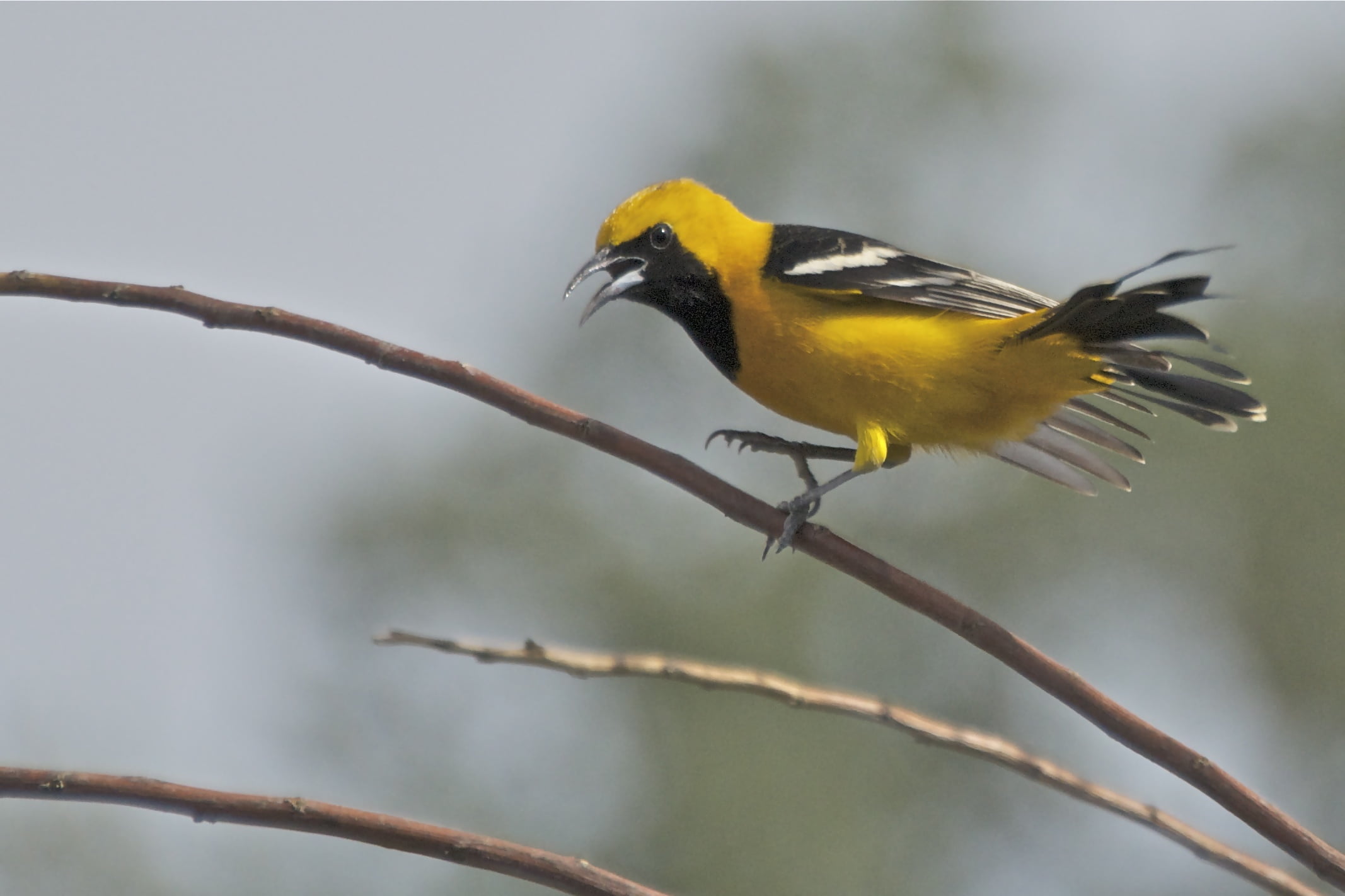 outdoors, Spring, beak, Migration, Icterus bullockii, black bird, Hooded Oriole, Nature Photography, Explore, bird, 1080P, branch, Feeder, nature, Jelly, HD Wallpaper