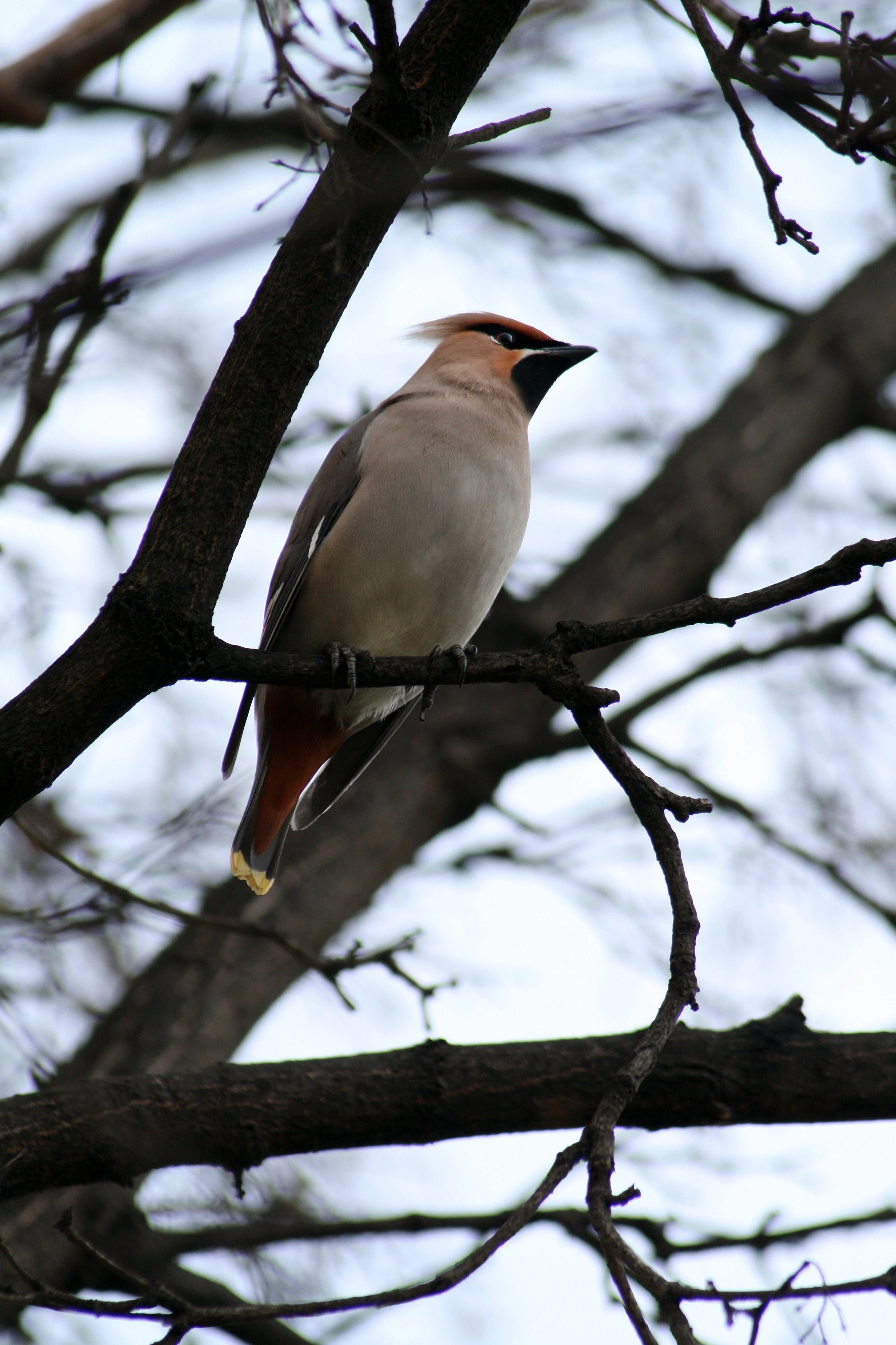 animal wildlife, plant, focus on foreground, low angle view, tree, 4K, nature, no people, outdoors, bare tree, perching, one animal, bohemian waxwing, Phone HD Wallpaper