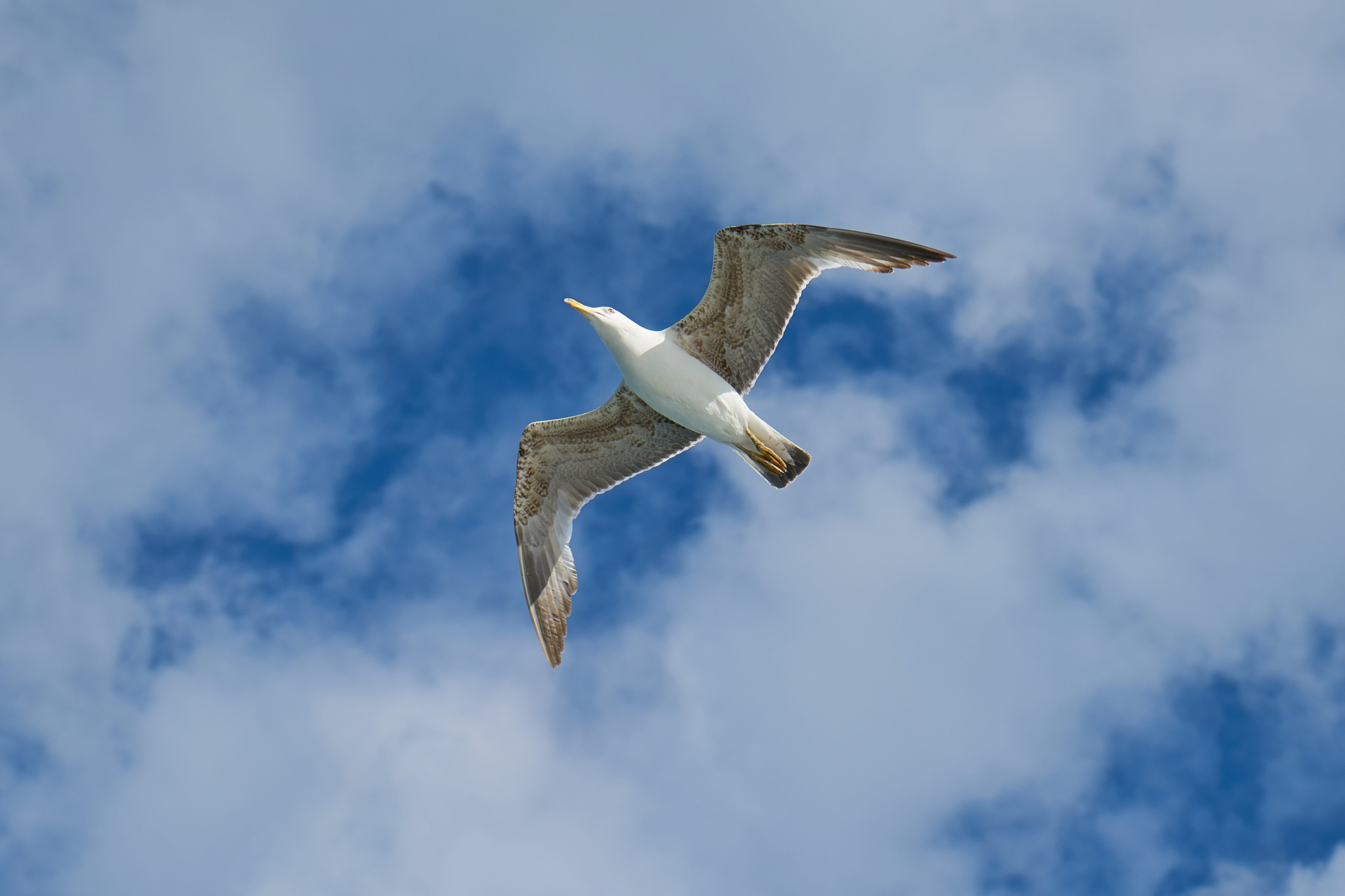 gull bird, sky, Wing, motion, outdoors, mid-air, loves nature, 5K, turkey, fly, white, spread wings, landscape, gulls, v, low angle view, animal themes, HD Wallpaper