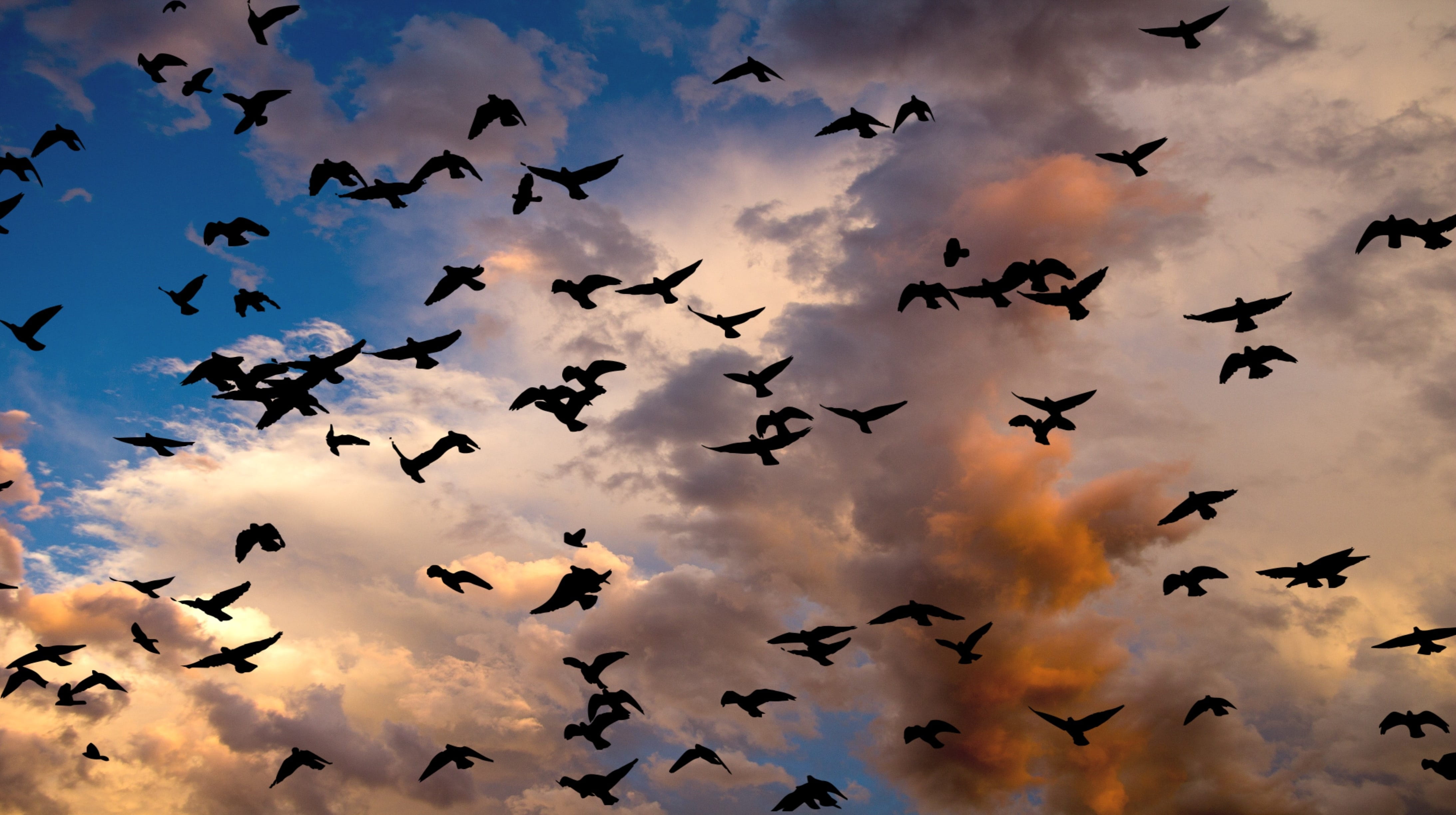animal Wing, vertebrate, Migration, animals in the wild, outdoors, evening red, sunset, flying, 4K, group of birds, bird, group Of Animals, Birds, animal wildlife, HD Wallpaper