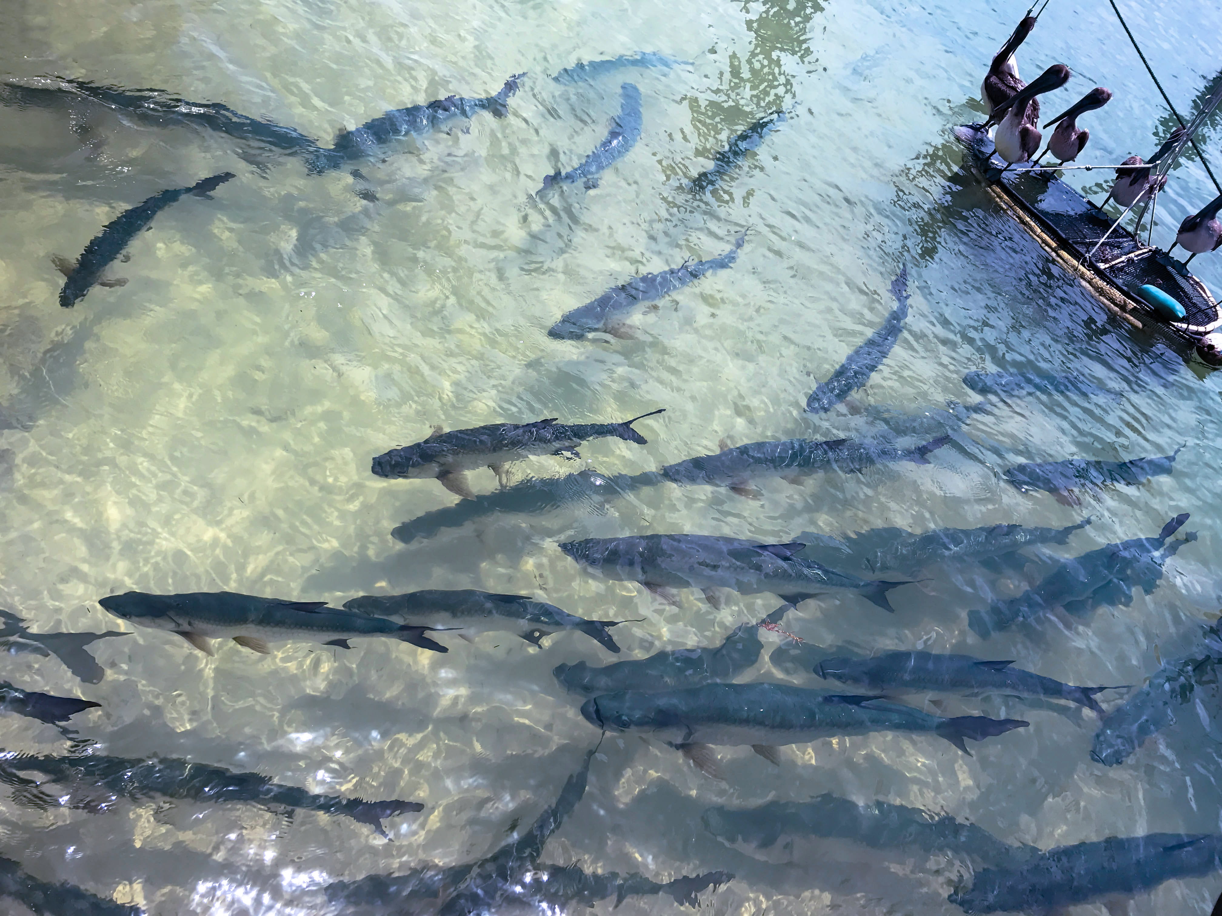 vertebrate, no people, day, migration, sea, swimming, animals in the wild, high angle view, fishing, fish, animal wildlife, tarpon, nature, large group of animals, HD Wallpaper