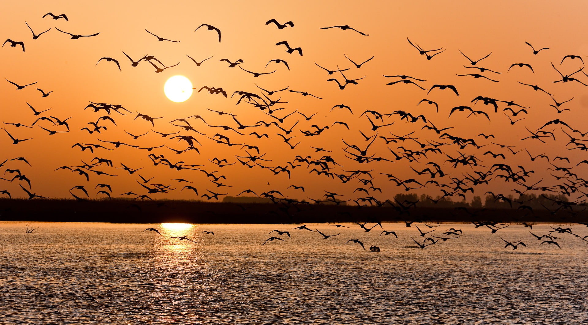 silhouette, landscape, backgrounds, sky, wildlife, 1080P, migrating, sunlight, dusk, beauty In Nature, pack, large Group Of Animals, animal wildlife, outdoors, HD Wallpaper