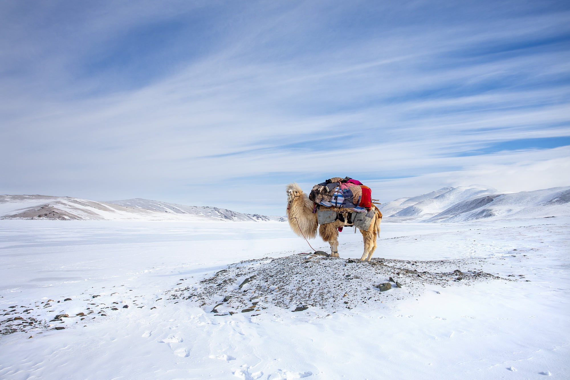 1080P, Winter, Camel, Migration, Mongolia, HD Wallpaper