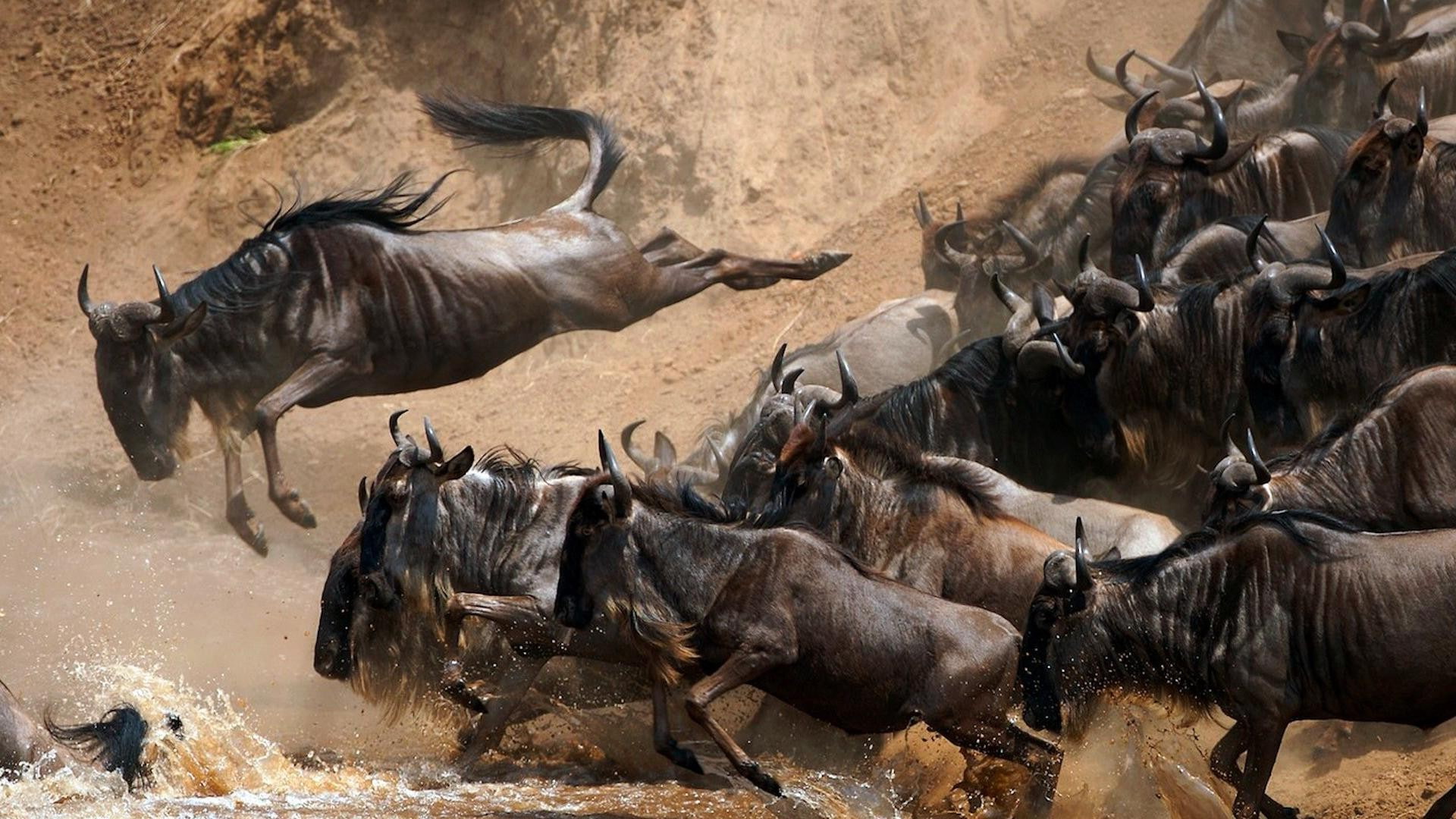 animal wildlife, no people, herd, animals, animal, water, motion, herbivorous, animals in the wild, animal migration, nature, safari, antelope, animal themes, HD Wallpaper