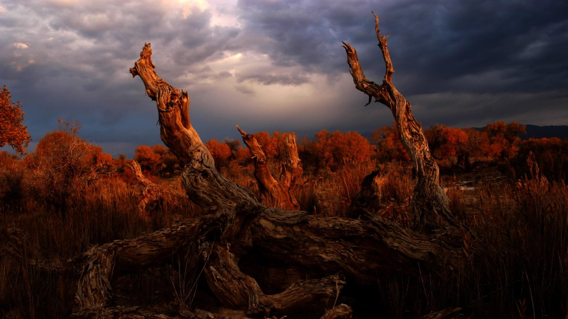 china, land, tianshan, tranquility, cloud - sky, tree, populus euphratica, travel destinations, solid, scenics - nature, no people, changji, non-urban scene, HD Wallpaper