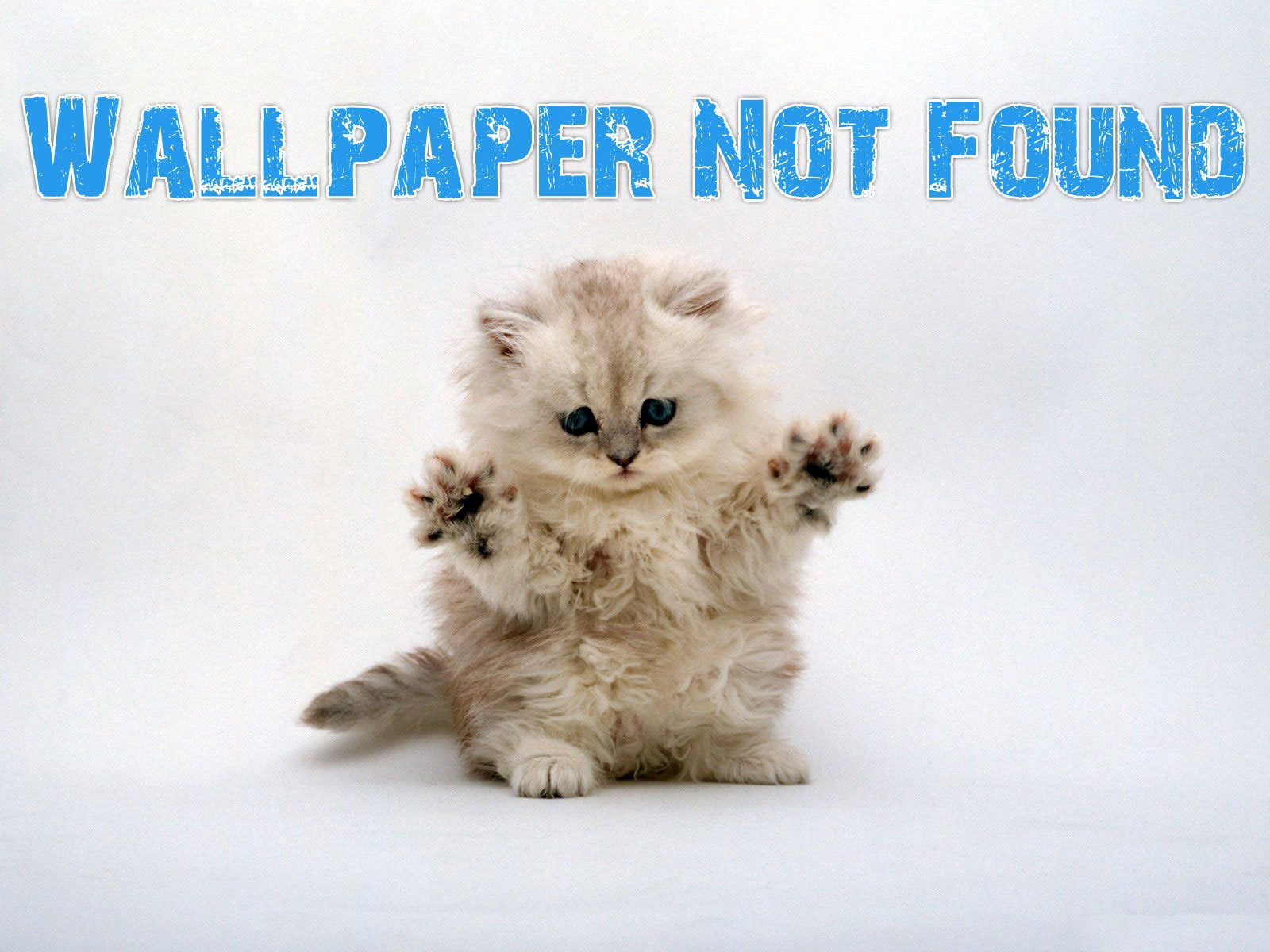 one animal, western script, text, Gone, white, young animal, long, no people, white background, domestic, kitten, canine, cute, communication, Funny, Humor, HD Wallpaper