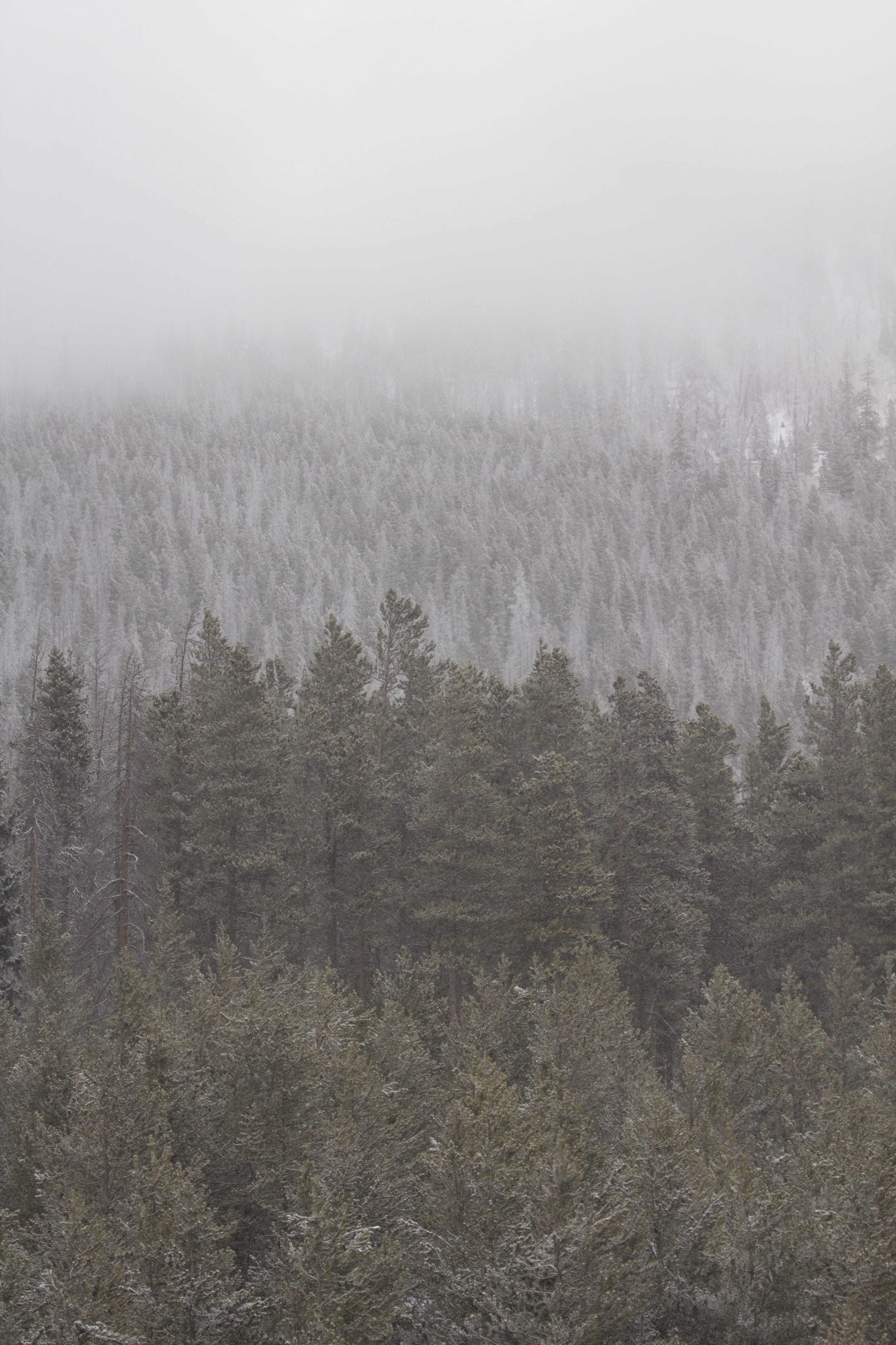 woodland, mountain, tranquil scene, snow, outdoors, cold - Temperature, frost, tranquility, winter, forest, fog, scenics, coniferous Tree, white, Trees, Phone HD Wallpaper