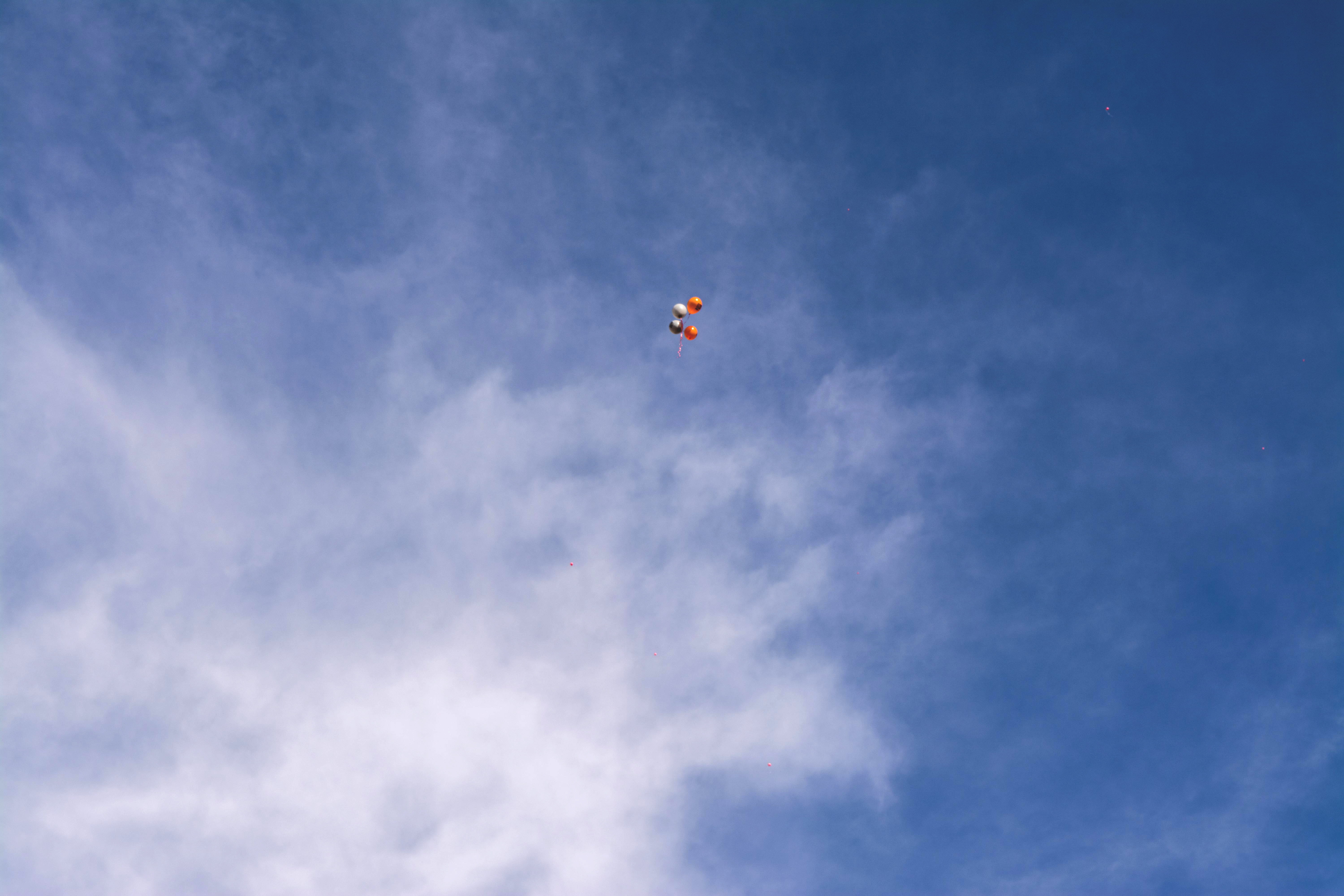 cloud, animal, scenics - nature, wind, usa, tranquility, low angle view, lower east side, vertebrate, freedom, disappear, cloud - sky, mid-air, tranquil scene, HD Wallpaper