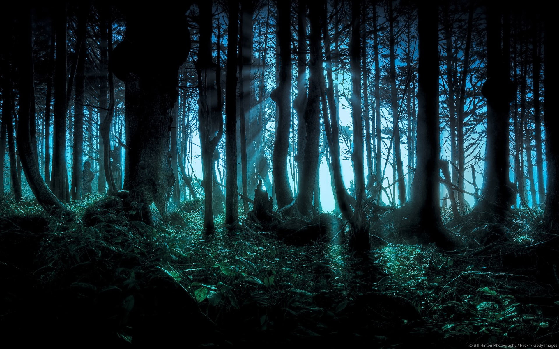 environment, beauty in nature, night, land, branches, scenics - nature, forest, non-urban scene, hidden, tree, tranquility, auto post production filter, HD Wallpaper