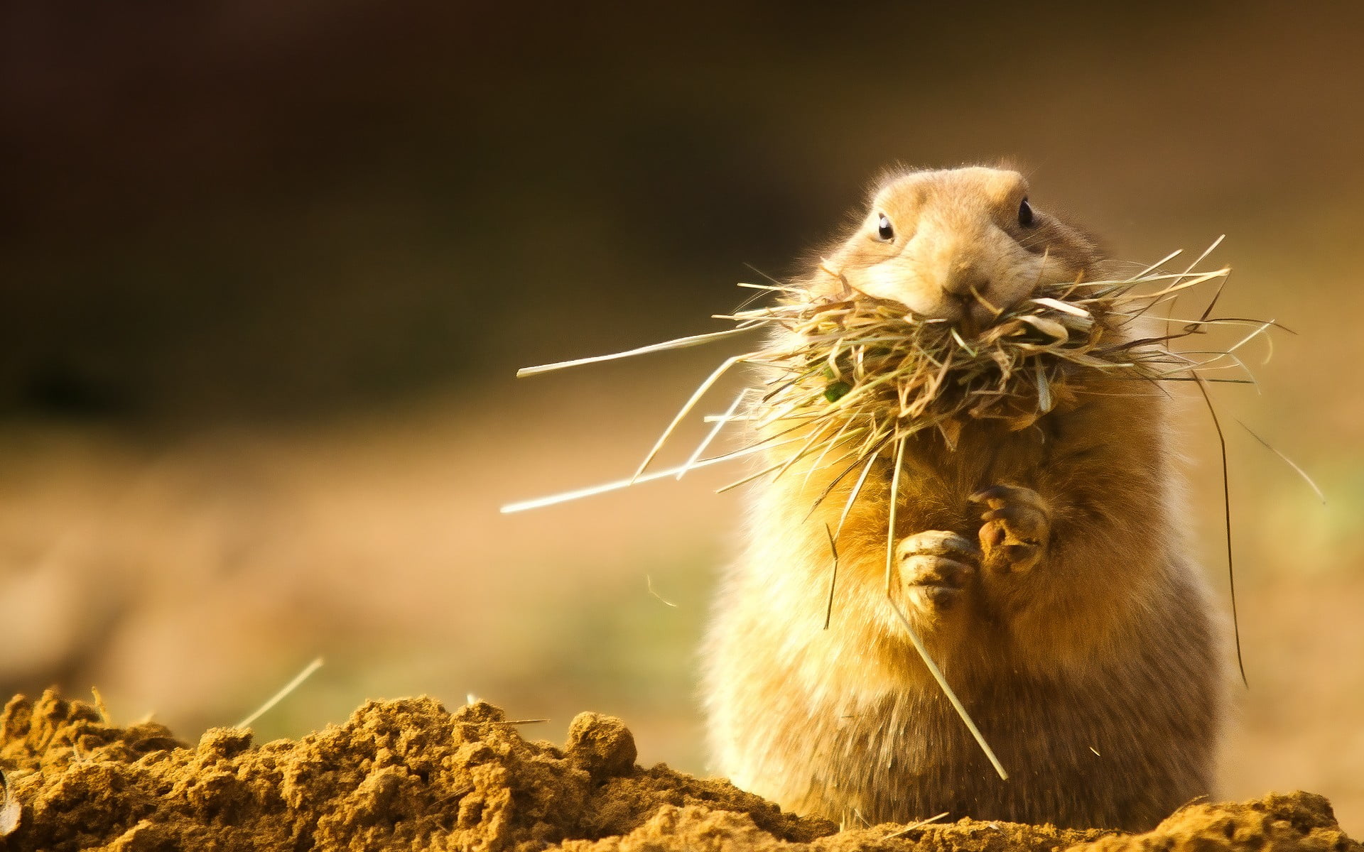 animal themes, close-up, vertebrate, coated, animal, no people, rock, outdoors, prairie dog, day, nature, rodent, rock - object, sunlight, animals in the wild, HD Wallpaper