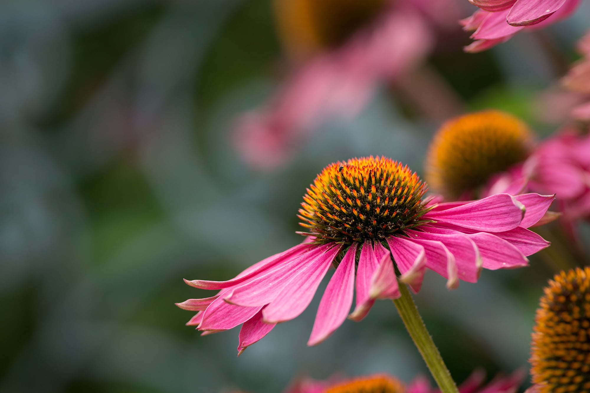 time, summer, flower, Explored, Prairies, 1080P, close-up, Sussex, photography, Pink, coneflower, Prairie Garden, day, Echinacea, Henfield, nature, plant, HD Wallpaper