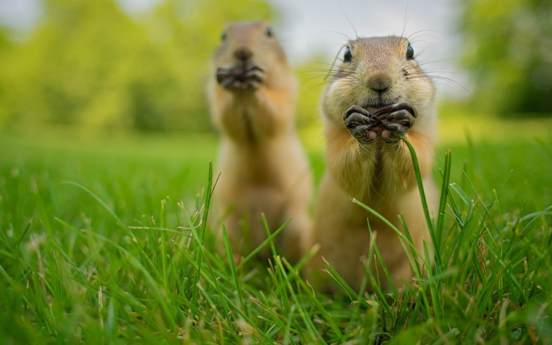 animal wildlife, plant, outdoors, mammal, nature, grass, field, animals in the wild, portrait, day, land, prairie dog, green color, selective focus, young animal, HD Wallpaper