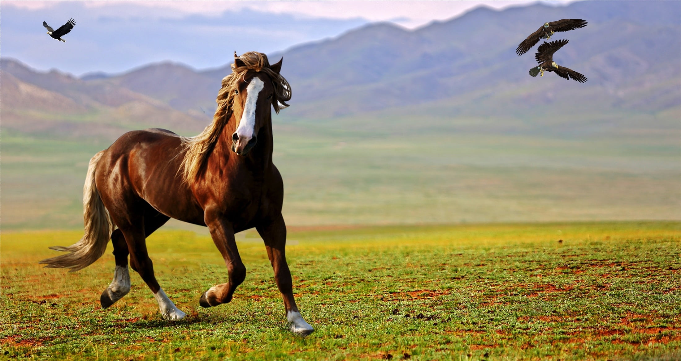 grass, mammal, fly, activity, herbivorous, running, 1080P, prairie, horse, daytime, one animal, animal wildlife, day, animal themes, nature, steppes, mountain, HD Wallpaper
