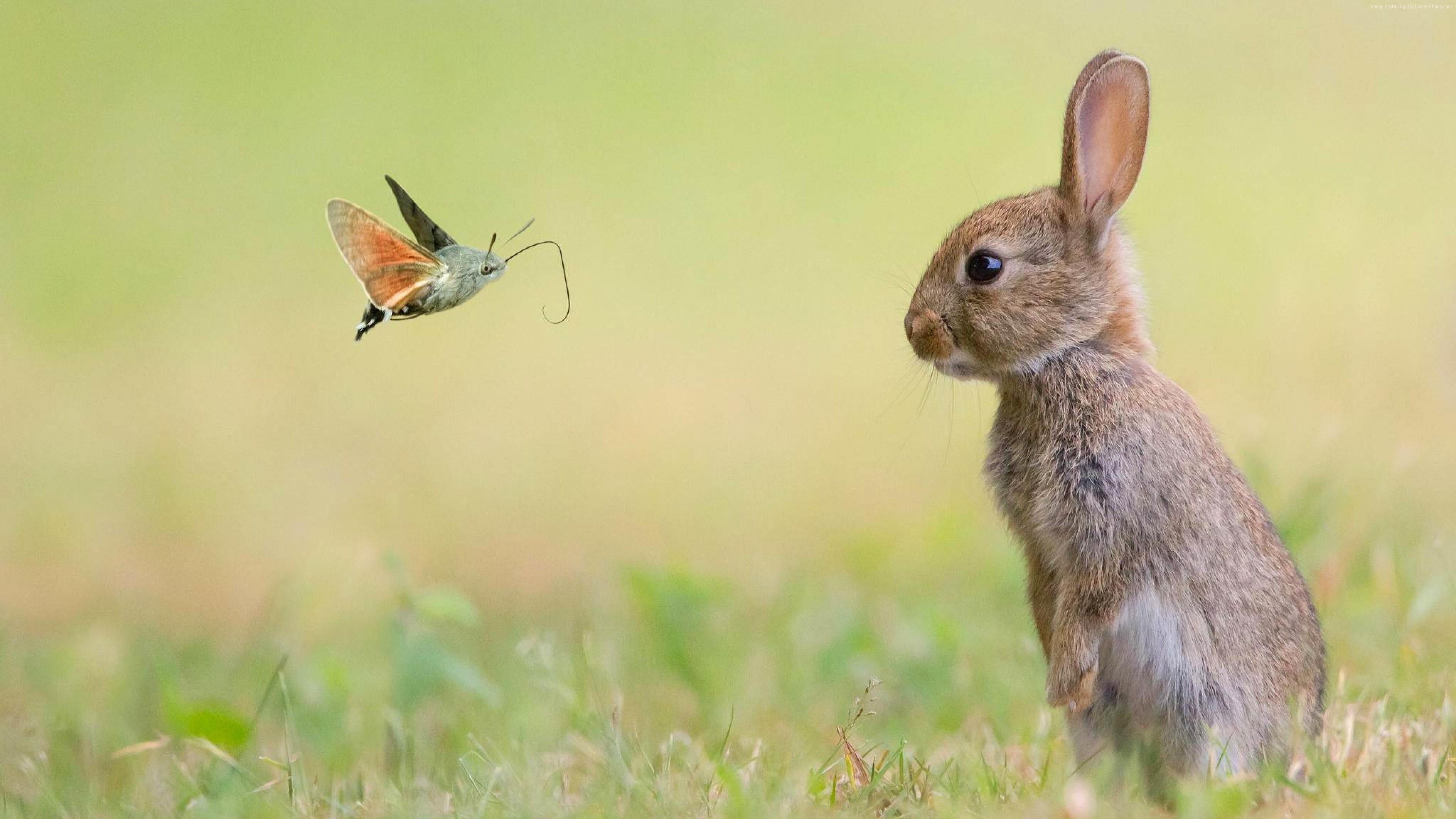 no people, rabbit, animal themes, rabbit - animal, grass, marvel, field, wildlife, prairie, vertebrate, animals in the wild, grassland, faces, plant, 4K, HD Wallpaper