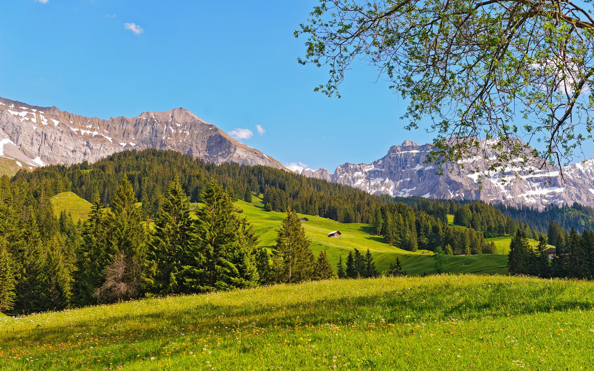 Landscape, 1080P, Forest, Mountains, Trees, Prairie, Switzerland, HD Wallpaper