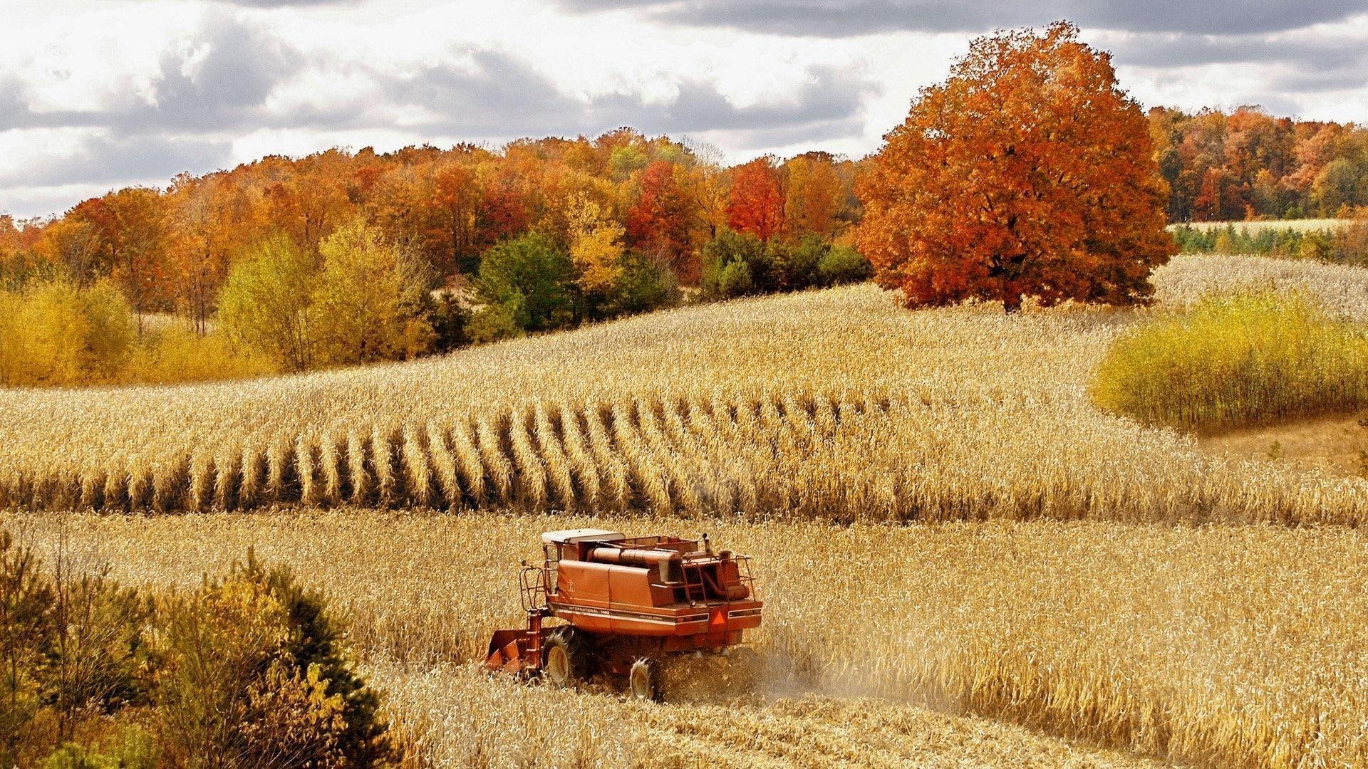 trees, nature and landscapes, combine, autumn, 1080P, field, corn, harvester, HD Wallpaper