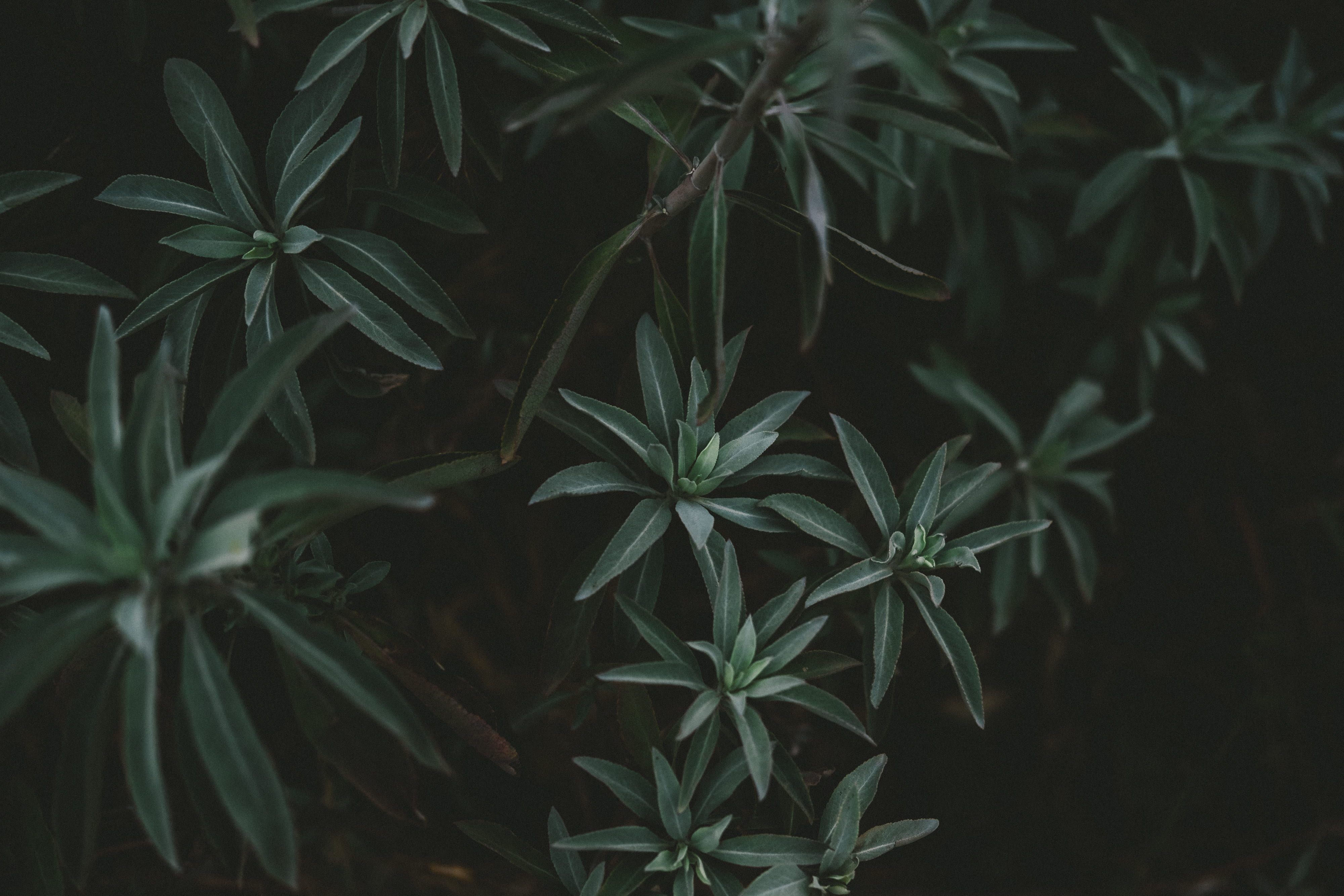 medicine, backgrounds, nature, alternative medicine, mood, outdoors, leaf, herb, marijuana - herbal cannabis, green, beauty in nature, healthcare and medicine, HD Wallpaper