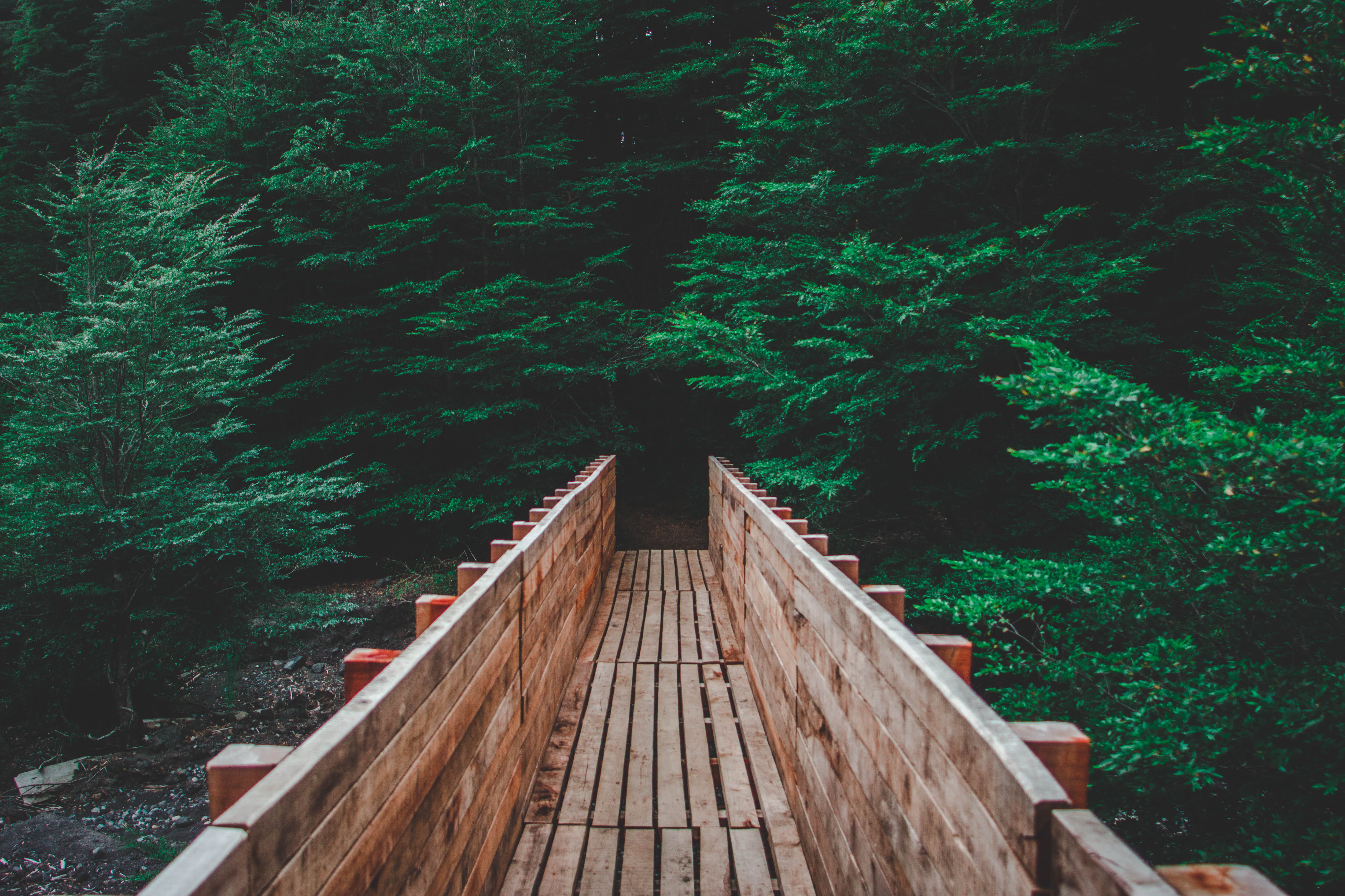 plant, tree, wood - material, the way forward, outdoors, lush foliage, growth, mountain, villarrica, chile, green color, park, long, land, architecture, HD Wallpaper