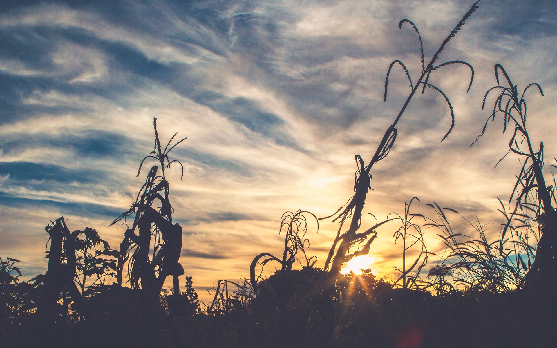 growth, sunset, dramatic sky, non-urban scene, tree, orange color, land, beauty in nature, nimbus, 1080P, outdoors, plant, low angle view, sky, scenics - nature, HD Wallpaper
