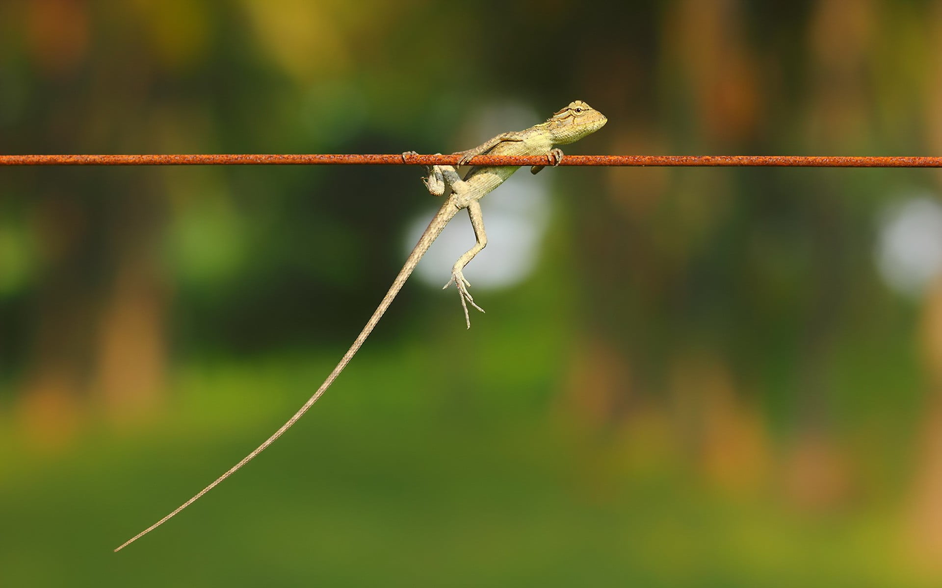 wire, rope, animals, insect, metal, plant stem, barbed wire, day, outdoors, plant, animals in the wild, animal wildlife, twig, 1080P, focus on foreground, HD Wallpaper
