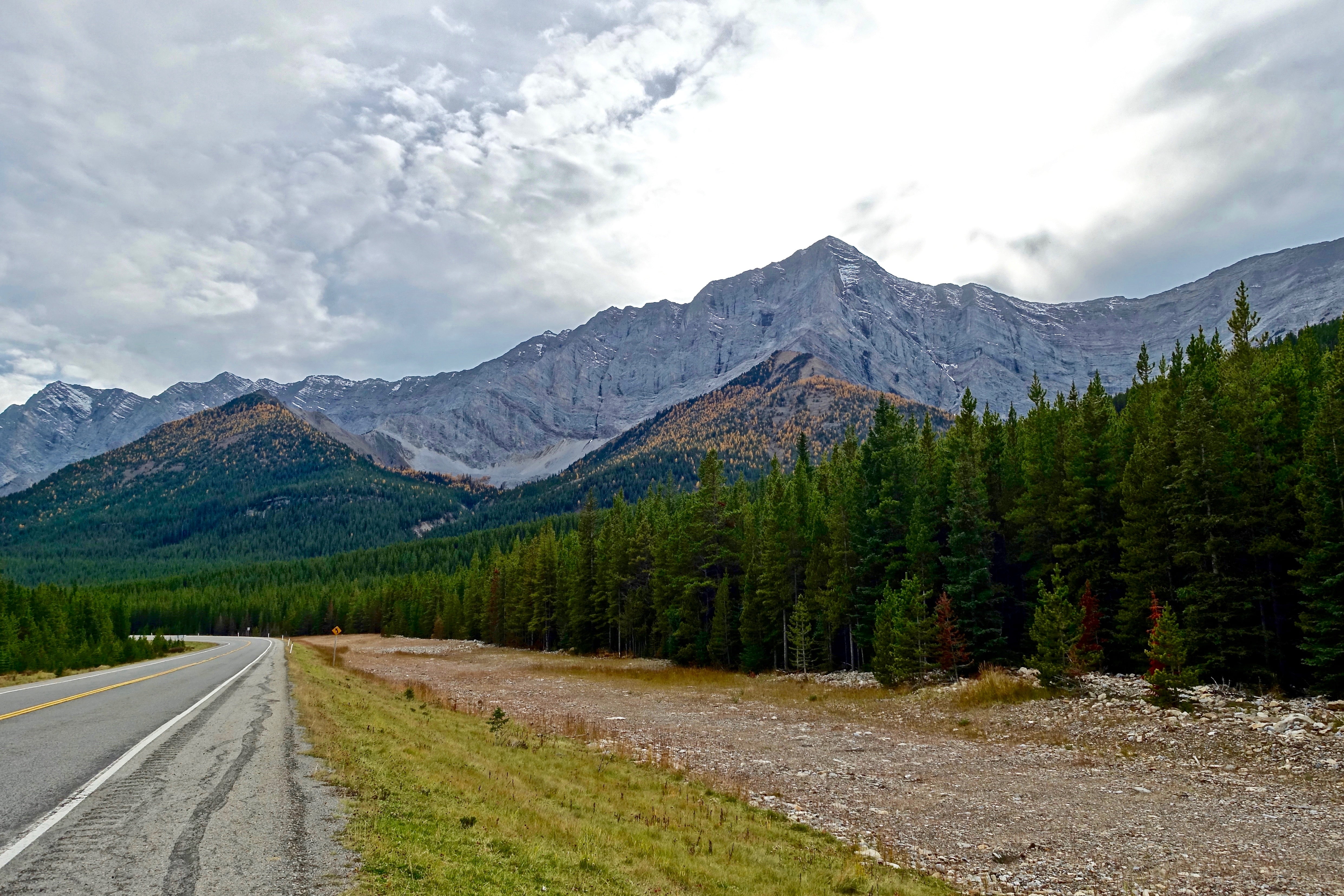 forest, rural Scene, environment, scenics - nature, sky, rock - Object, direction, no People, tree, pine tree, highway, rocky Mountains, tranquil scene, HD Wallpaper
