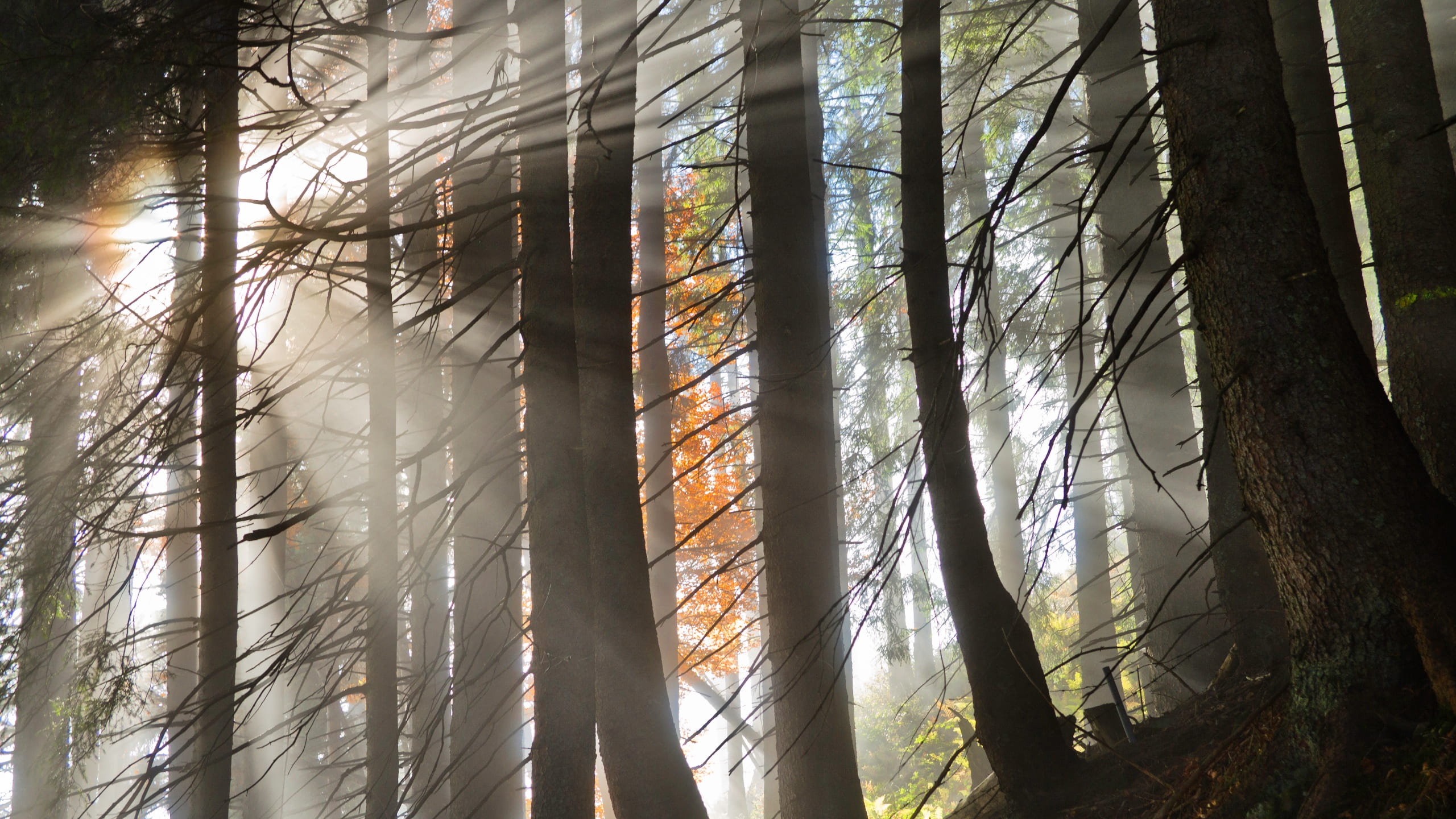 sun, branch, tranquil scene, sunshine, tree trunk, streaming, tranquility, photo, rays, photography, plant, bamboo - plant, coniferous tree, growth, passes, HD Wallpaper