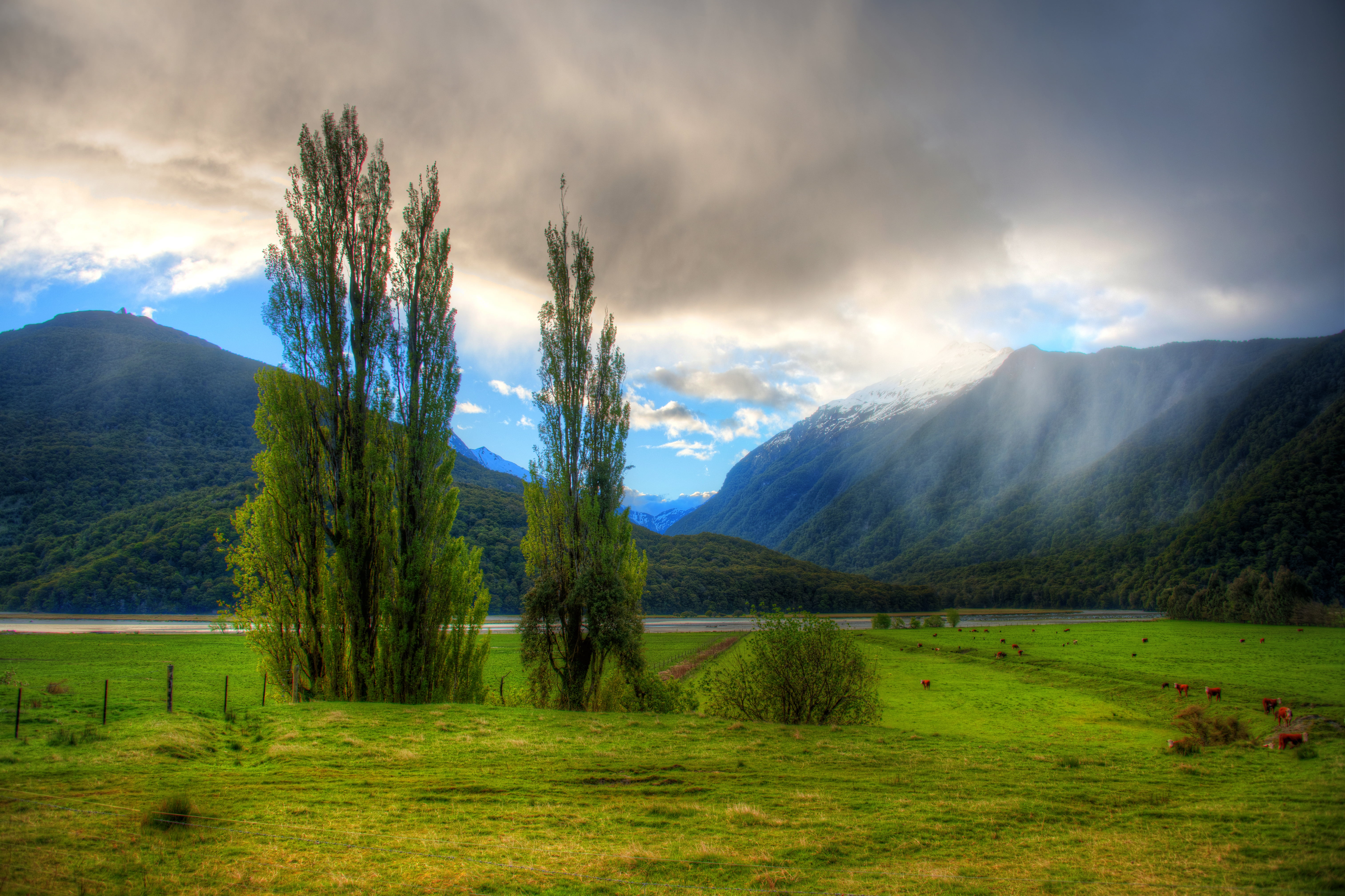 grass, meadow, nature, zealand, coleridge, scenics, Summer Storm, New Zealand, mountain, new, forest, mountain Range, tree, cloud - Sky, outdoors, landscape, HD Wallpaper