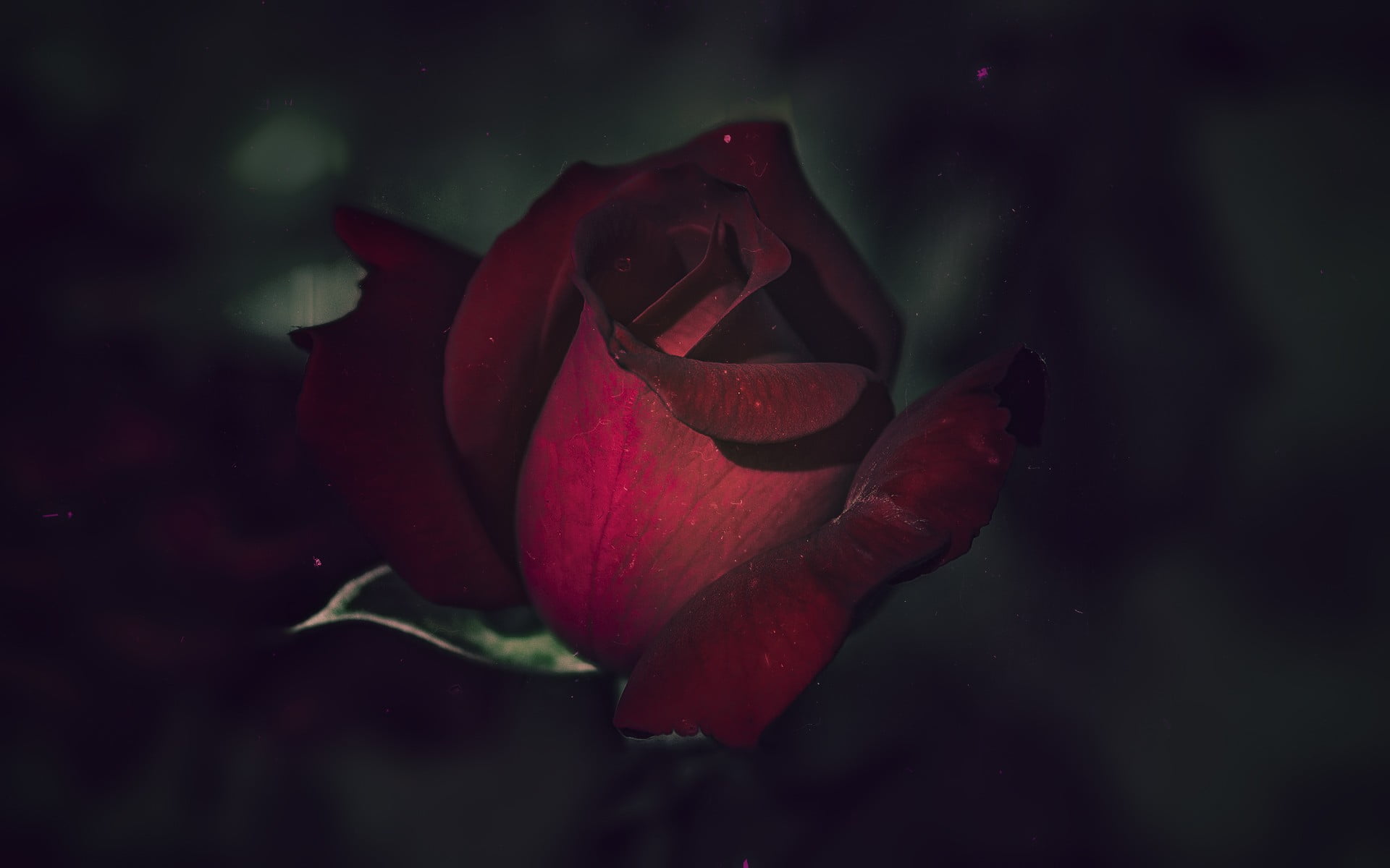 close-up, inflorescence, red, outdoors, fragility, flowering plant, rose - flower, flowers, water, plant, beauty in nature, petal, nature, no people, flower head, HD Wallpaper