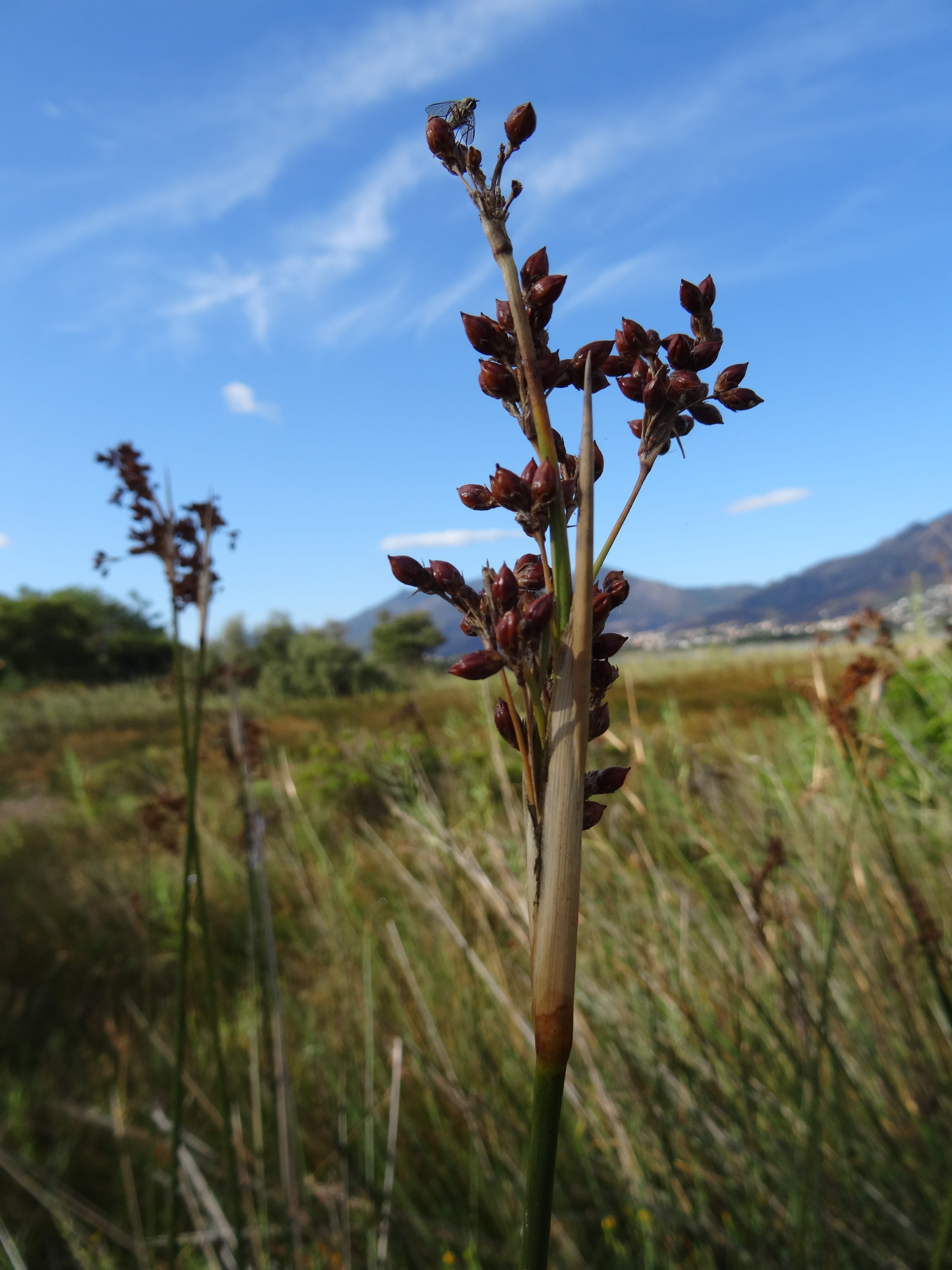 field, beauty in nature, tranquility, plant, flowering plant, bluegrass with a bow tie, outdoors, environment, plant stem, lagune de la marana, land, nature, Phone HD Wallpaper