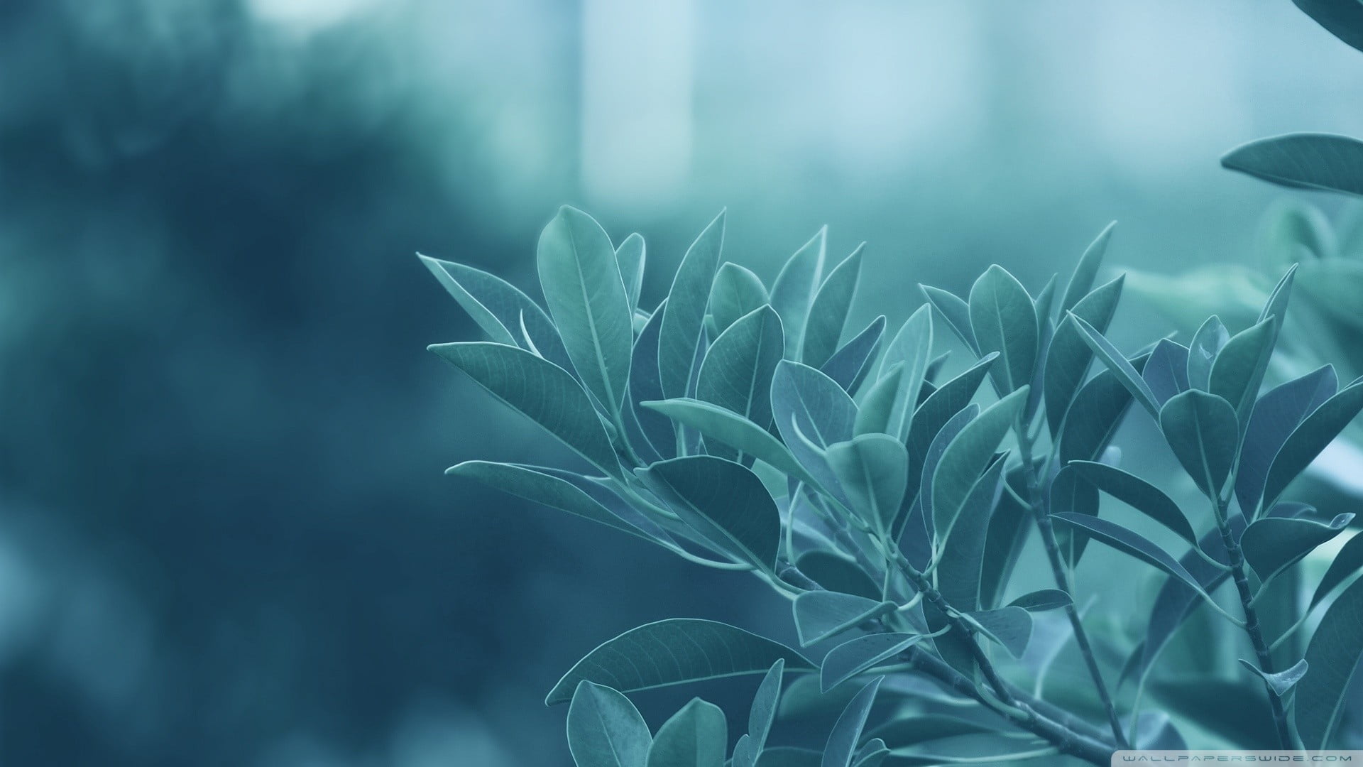 outdoors, springtime, abstract, season, macro, blue, leaf, green Color, flowering plant, nature, plant part, focus on foreground, botany, plant, green, HD Wallpaper