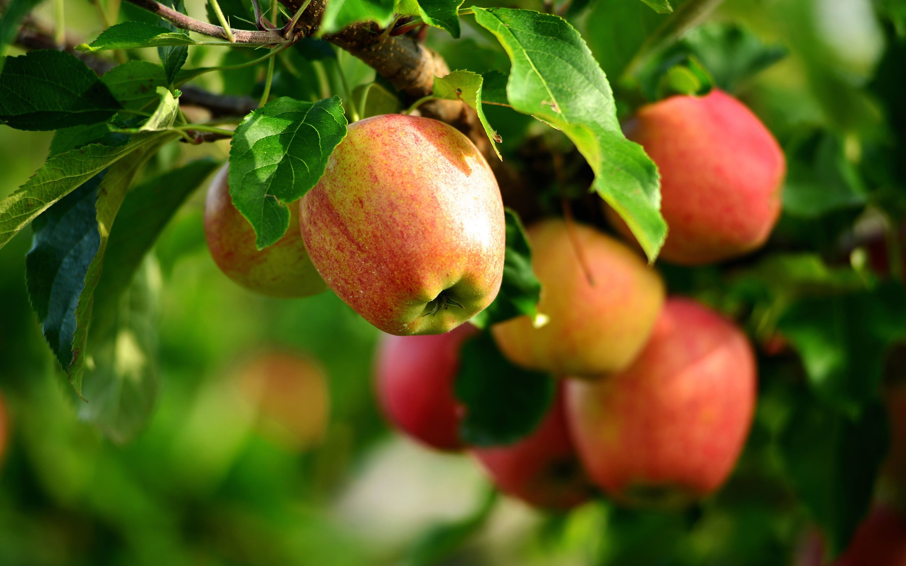fruit tree, healthy eating, close-up, 2K, food, red, food and drink, outdoors, fruit, wellbeing, no people, green color, plants, plant, apples, freshness, HD Wallpaper