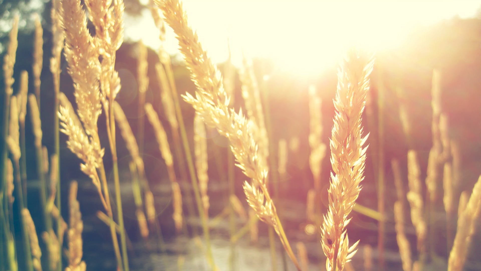 sun, macro, grain, plant, sunlight, ripe, barley, day, focus on foreground, sunrise - Dawn, food, sunset, non-Urban Scene, season, agriculture, summer, HD Wallpaper