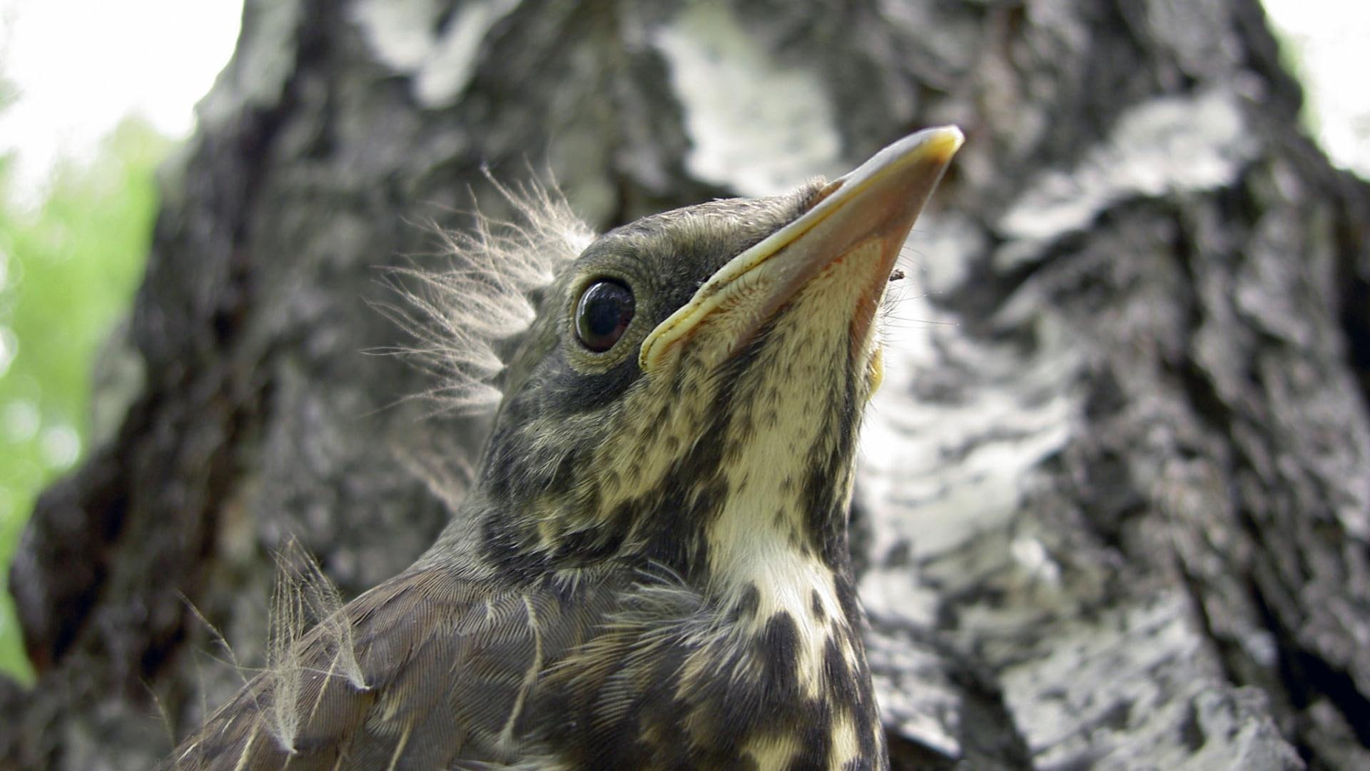 baby, 1080P, morning, animals, feather, rough, having a rough morning, bird, HD Wallpaper