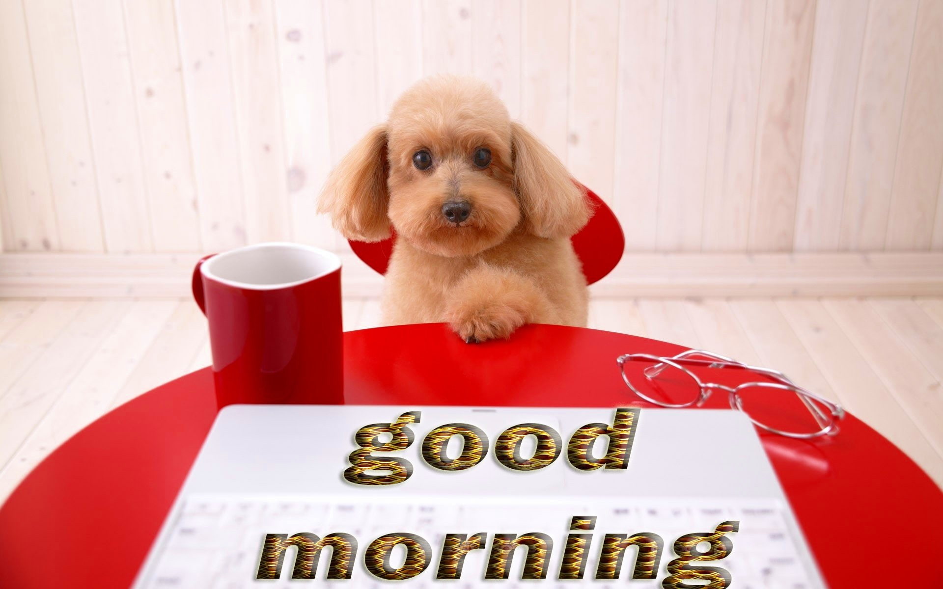 1080P, coffee cup, mood, no people, portrait, indoors, domestic, domestic animals, Greetings, small, communication, western script, mammal, canine, looking at camera, HD Wallpaper