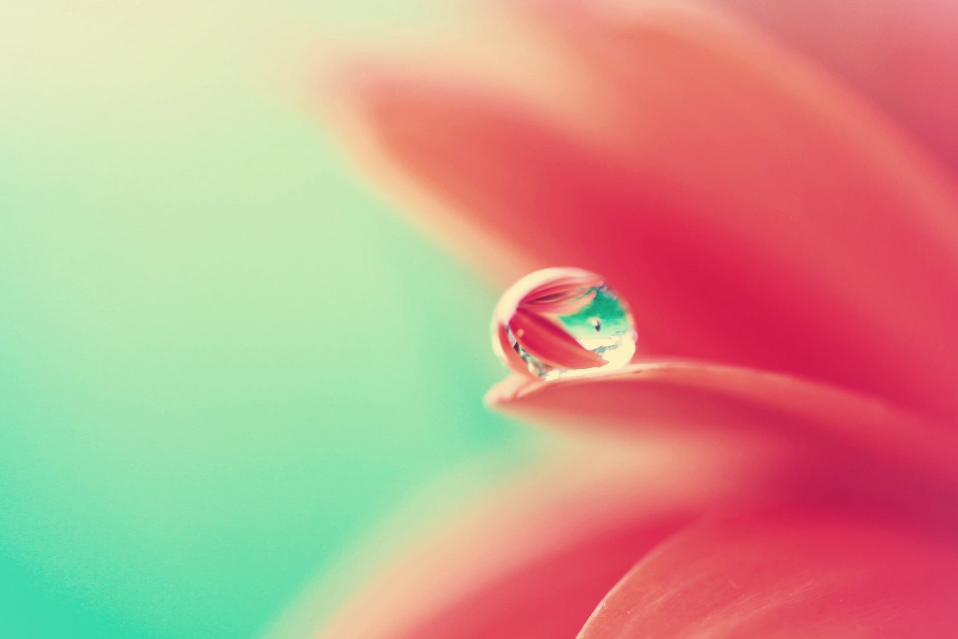 indoors, no People, petal, red, colored background, 1080P, dew, love, human hand, fragility, single Flower, abstract, backgrounds, vulnerability, decoration, HD Wallpaper