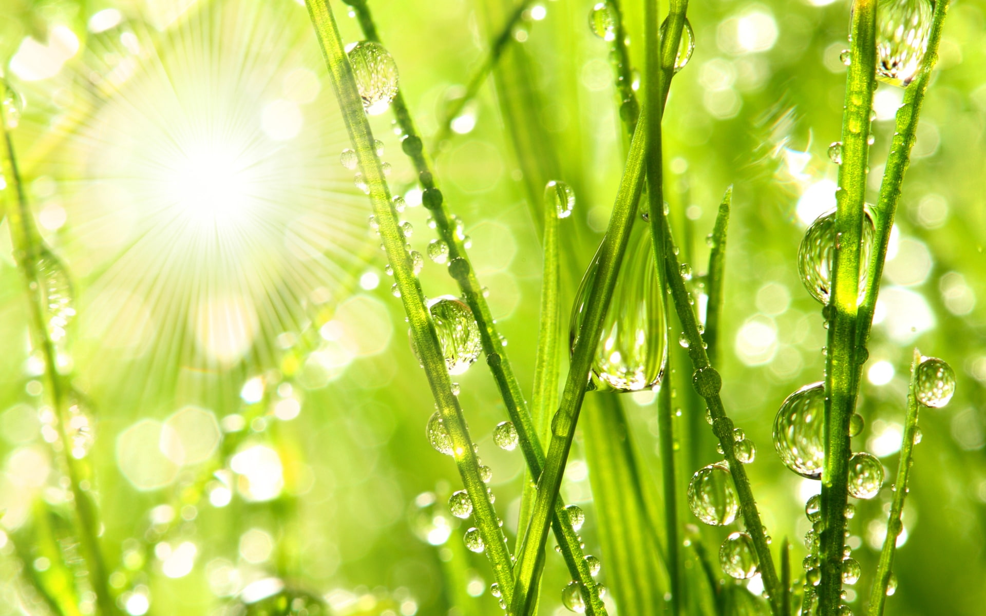 nature, grass, morning, 1080P, drops, water, dew, HD Wallpaper