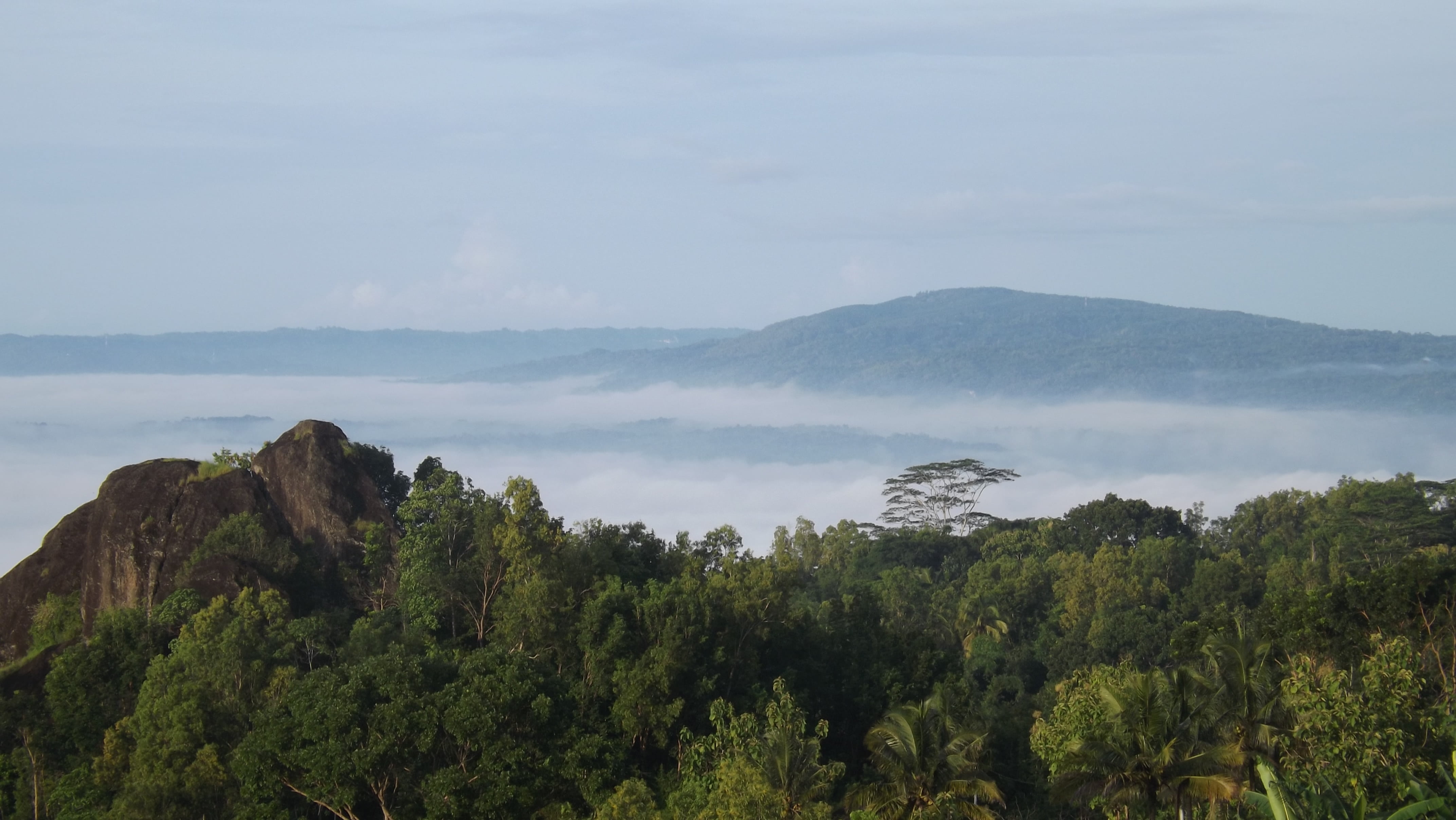 tree, forest, sunny, high, gunung, cloud - sky, non-urban scene, tourism, top, view, white, morning, growth, landscape, no people, idyllic, sunrise, hike, HD Wallpaper