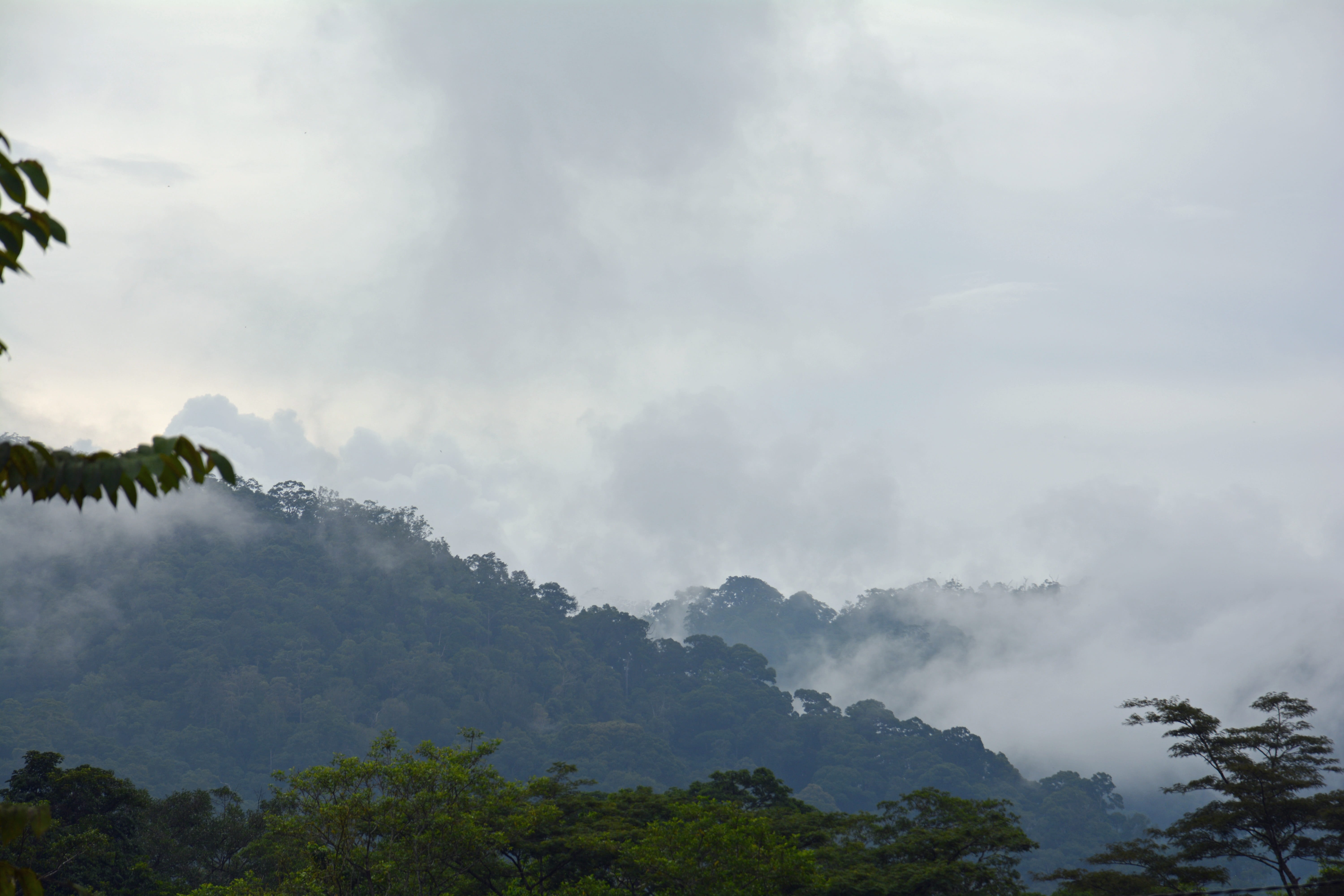 sumatra, growth, no people, ketambe, beauty in nature, nature, plant, outdoors, forest, non-urban scene, fog, day, cloud - sky, tranquil scene, gunung leuser national park, HD Wallpaper