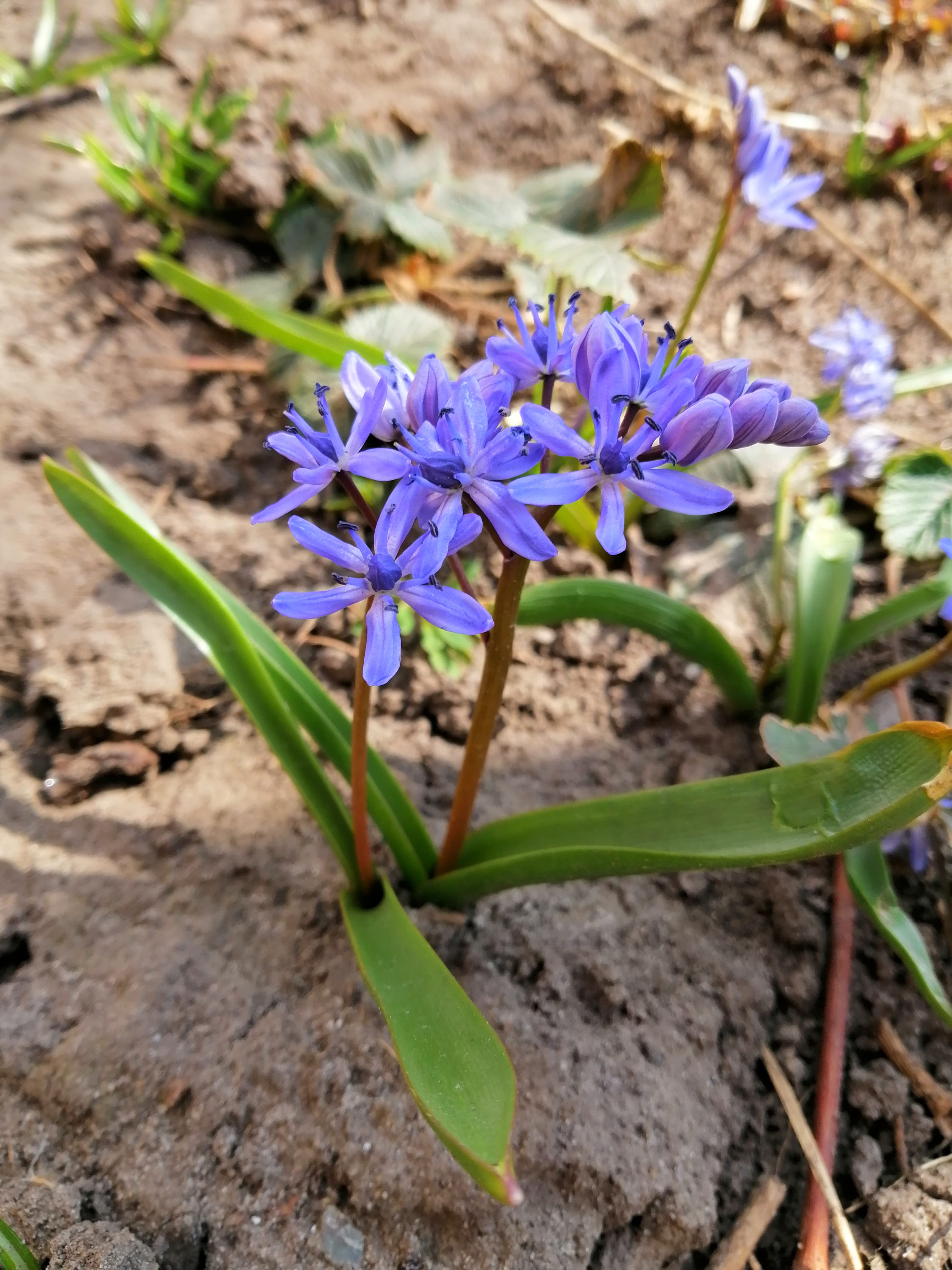 plant, 4K, fragility, spring, flowers, no people, land, flower head, beauty in nature, petal, purple, field, plant part, flowering plant, goodmorning, Phone HD Wallpaper