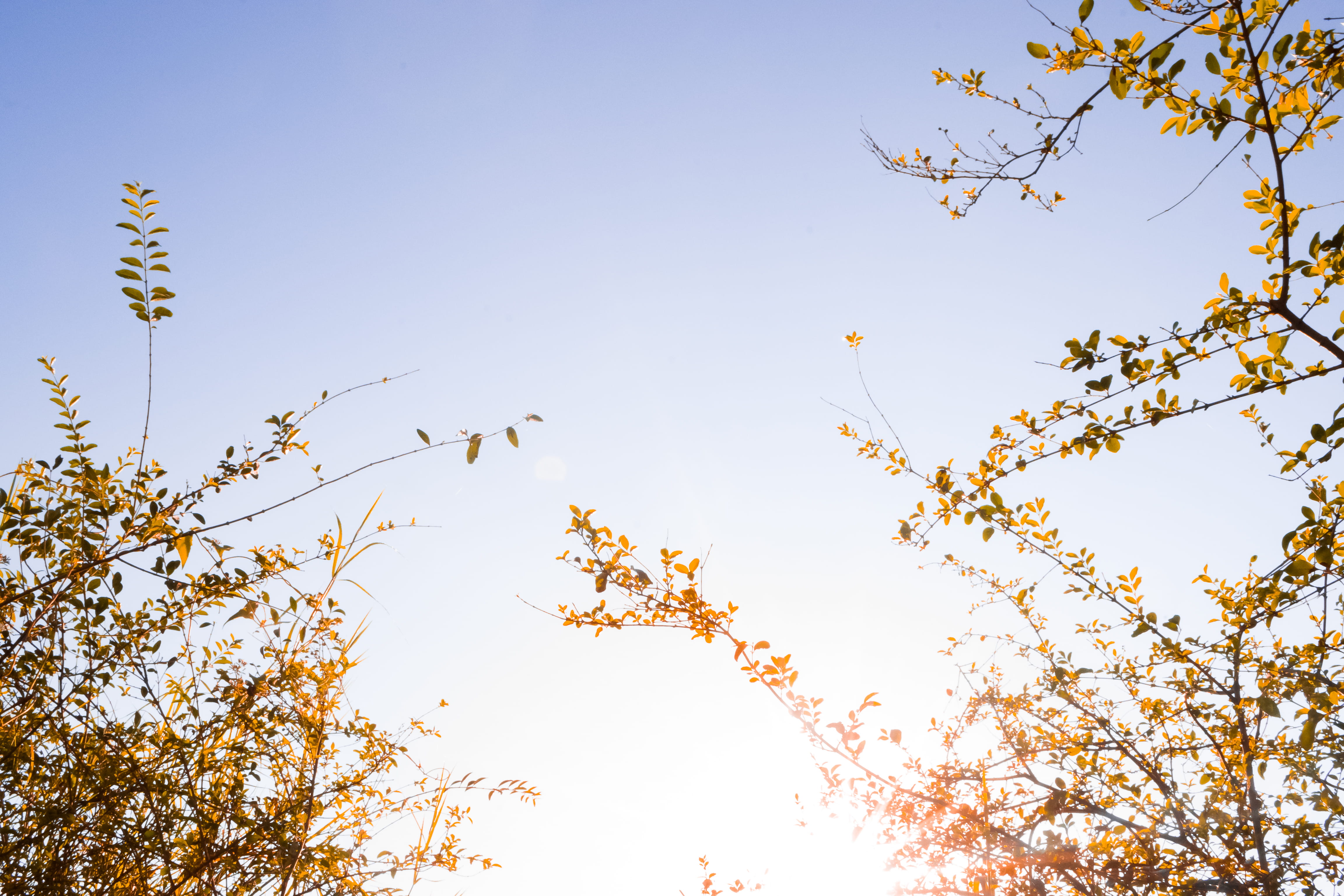 flock of birds, outdoors, sunlight, day, summer, flower, morning, animal, plant, clear sky, nature, animal themes, animal wildlife, branch, beauty in nature, HD Wallpaper
