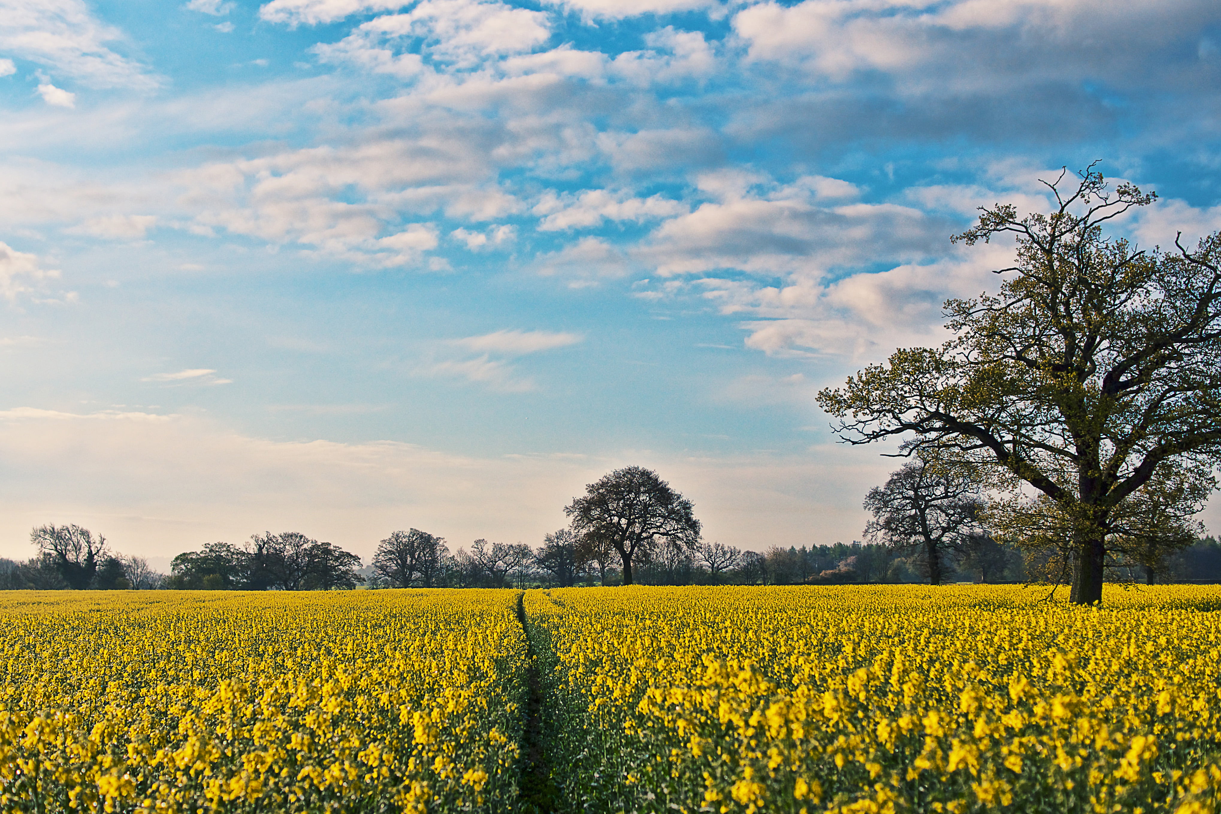 Sony  A700, Sky  Blue, nature, sky, Rapeseed, flower, summer, spot, Sunday, Yellow  Green, Colors, Slider, canola, blue, landscape, HSS, Trees, 4K, Morning, HD Wallpaper