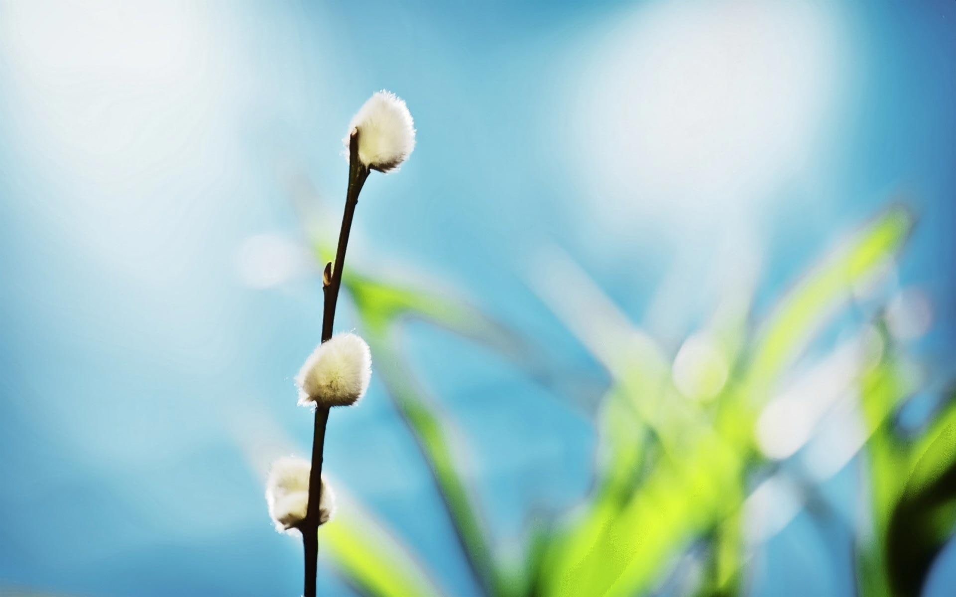 green, easter, peace, fresh, sunday, blessed, spring, love, bright, forever, 1080P, grass, nature, light, HD Wallpaper