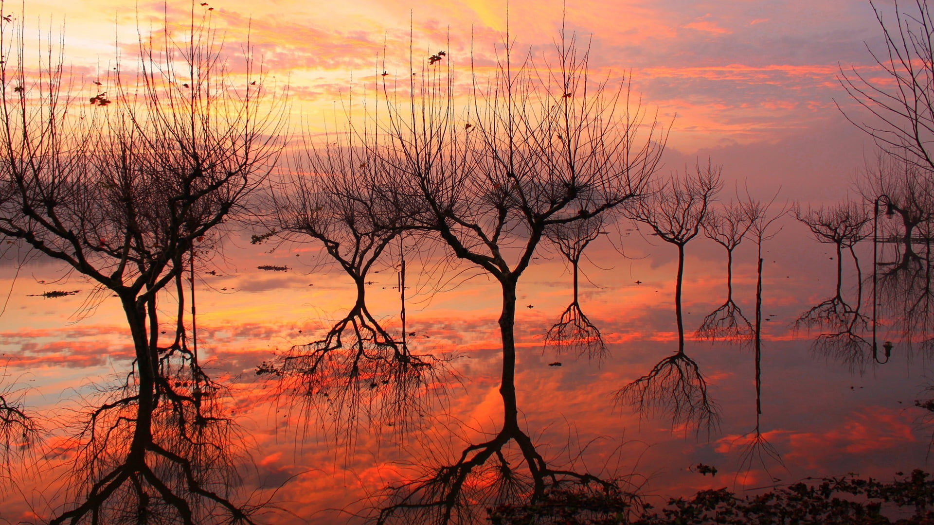 dusk, sunset, water, plant, sky, sundown, sun, scenics - nature, orange color, cloud, beauty in nature, dark, sea, no people, scenery, horizon, twilight, HD Wallpaper