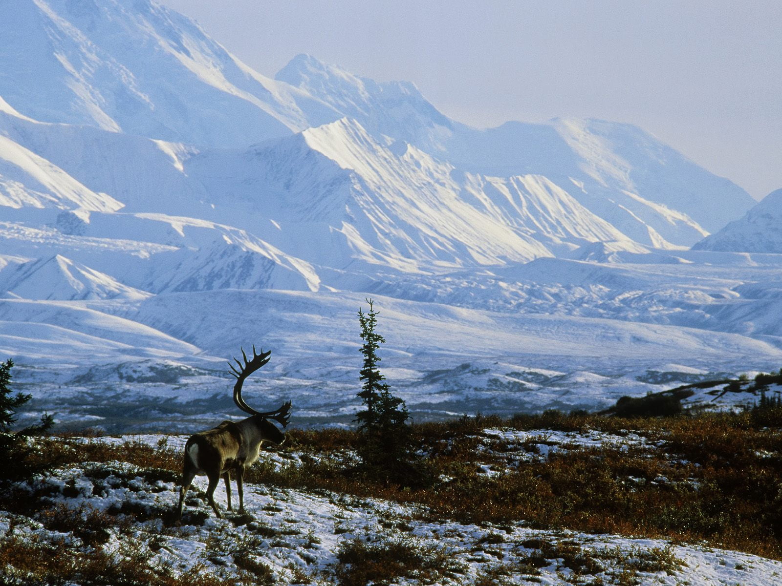 world, animal wildlife, reindeer, snowcapped mountain, 720P, animal, day, World, no people, beauty in nature, nature, snow, alaska, HD Wallpaper