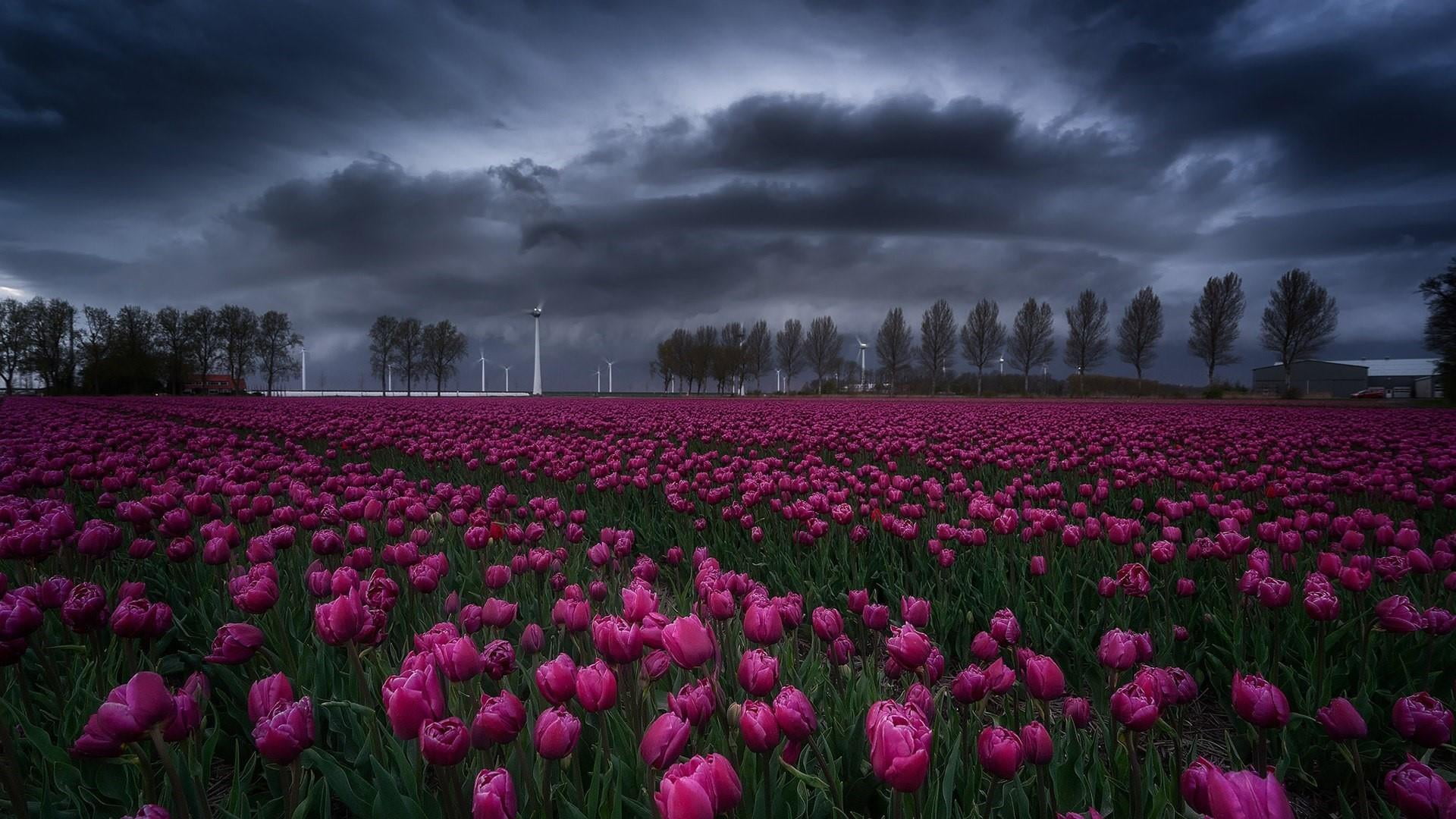 land, cloudy, outdoors, freshness, tulip farm, field, plant, creil, purple, storm cloud, scenics - nature, dramatic sky, 1080P, growth, landscape, flower, HD Wallpaper